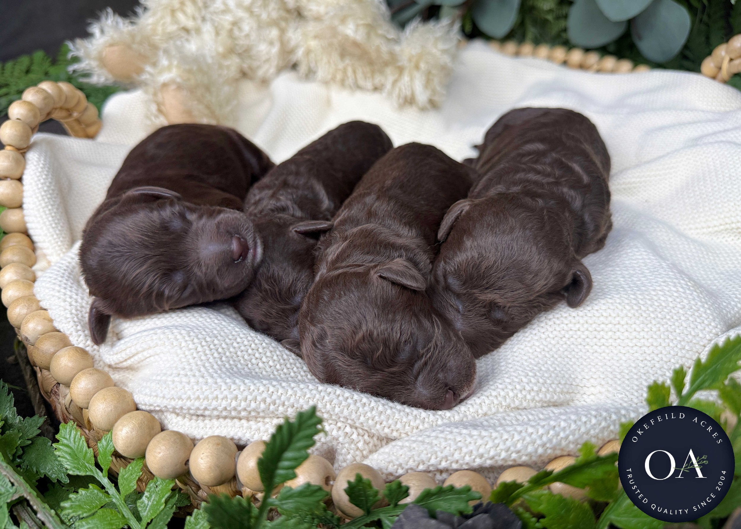 Brown Male Mini English Teddy Bear Goldendoodle Puppies For Sale Okefeild Acres Missouri