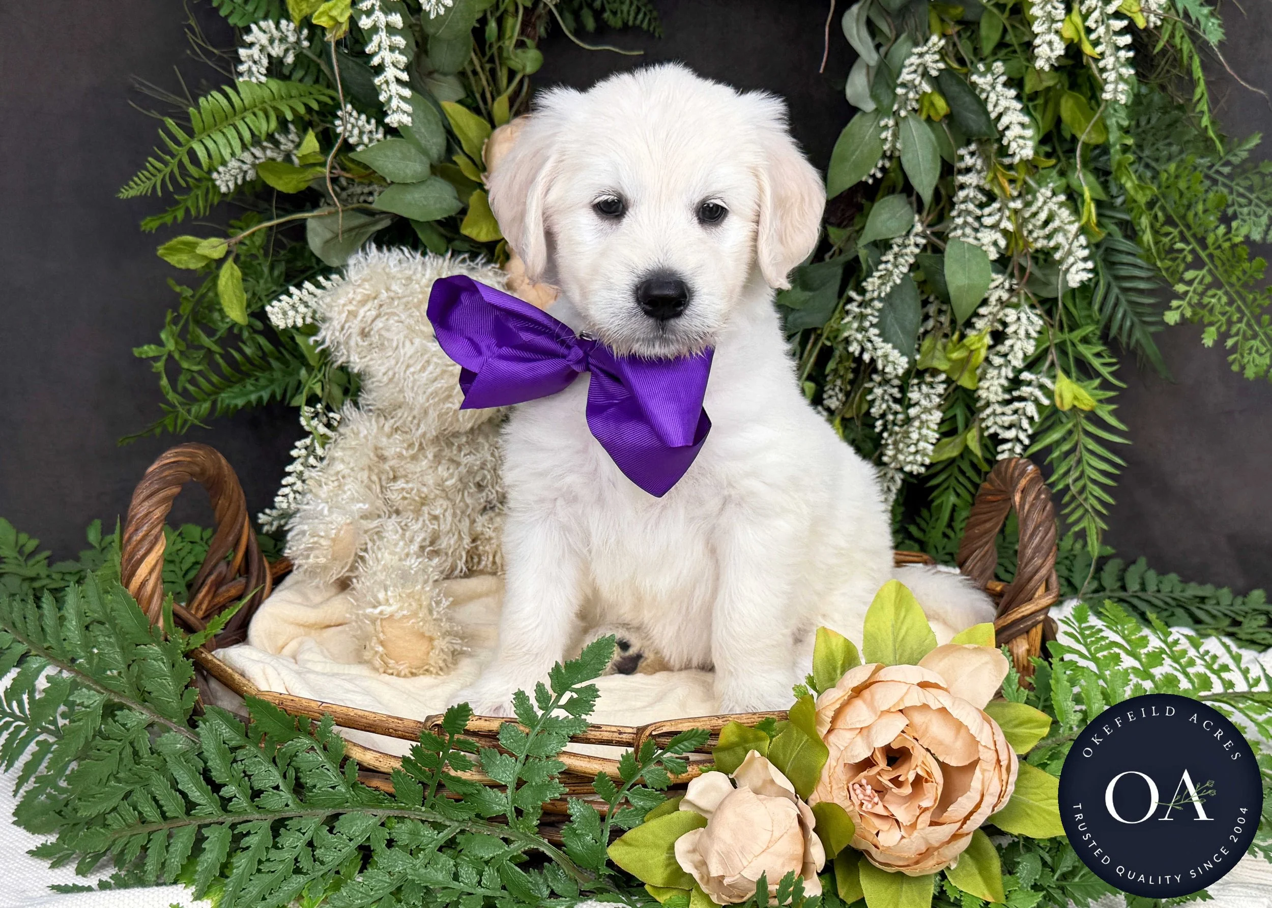 Cream F1 Standard English Teddy Bear Goldendoodle Puppy For Sale Okefeild Acres Missouri