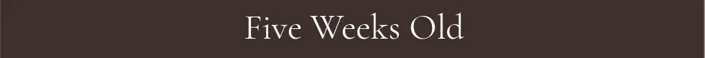 Five Weeks Old