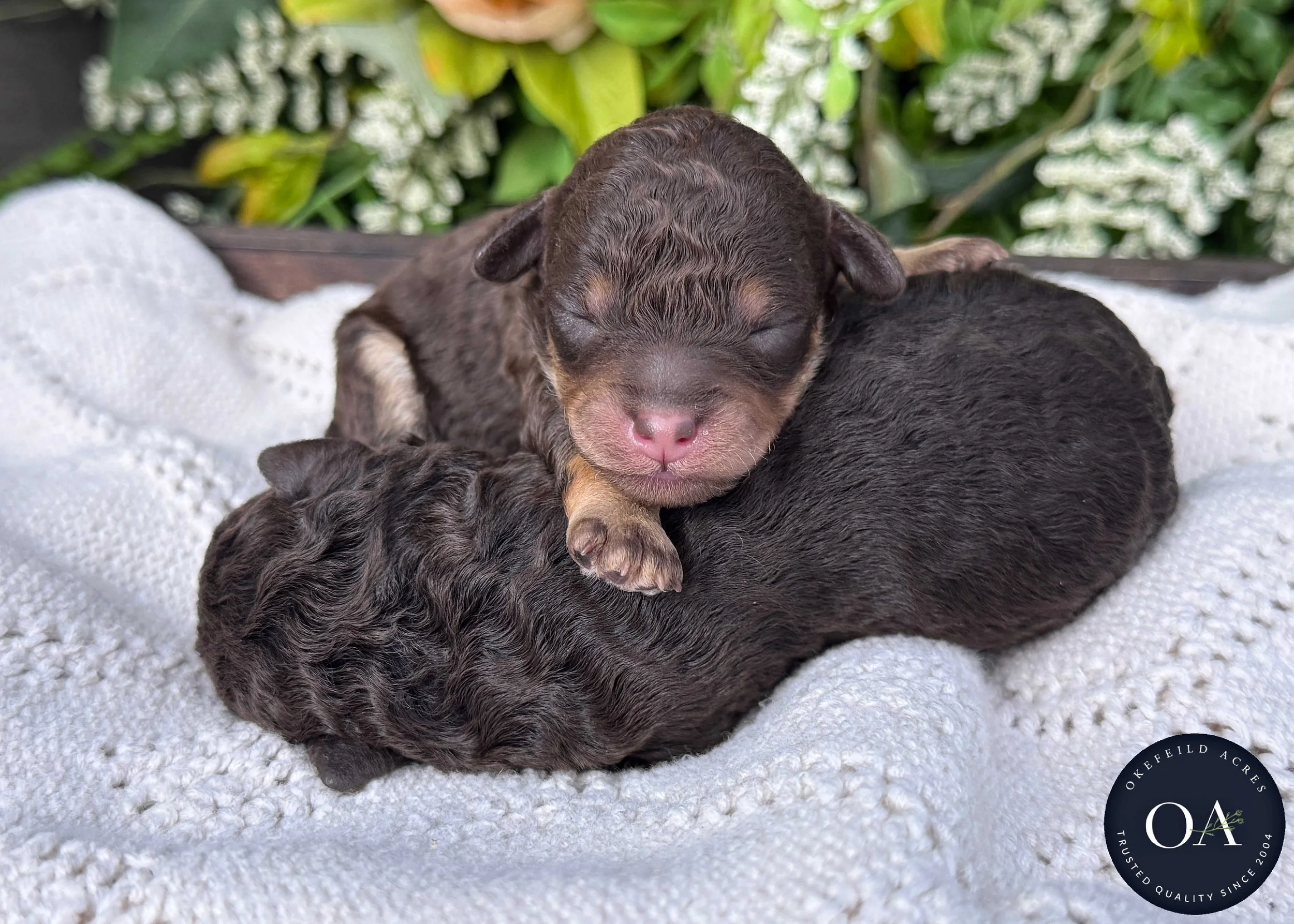 Brown Phantom Female F2b Small English Teddy Bear Goldendoodle Puppies For Sale Okefeild Acres Missouri