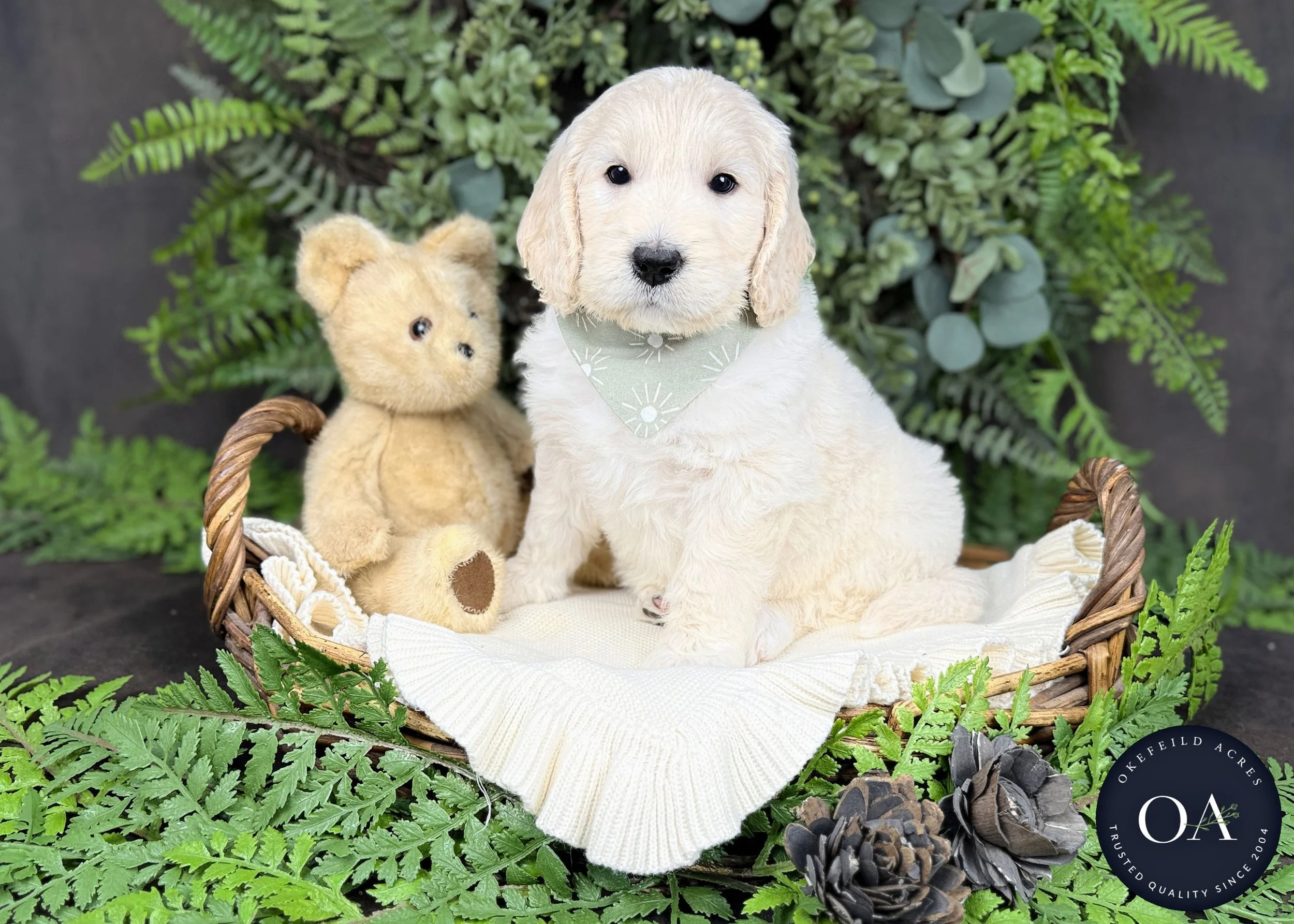 Toby Cream F2b Medium English Teddy Bear Goldendoodle Puppy For Sale Okefeild Acres Missouri