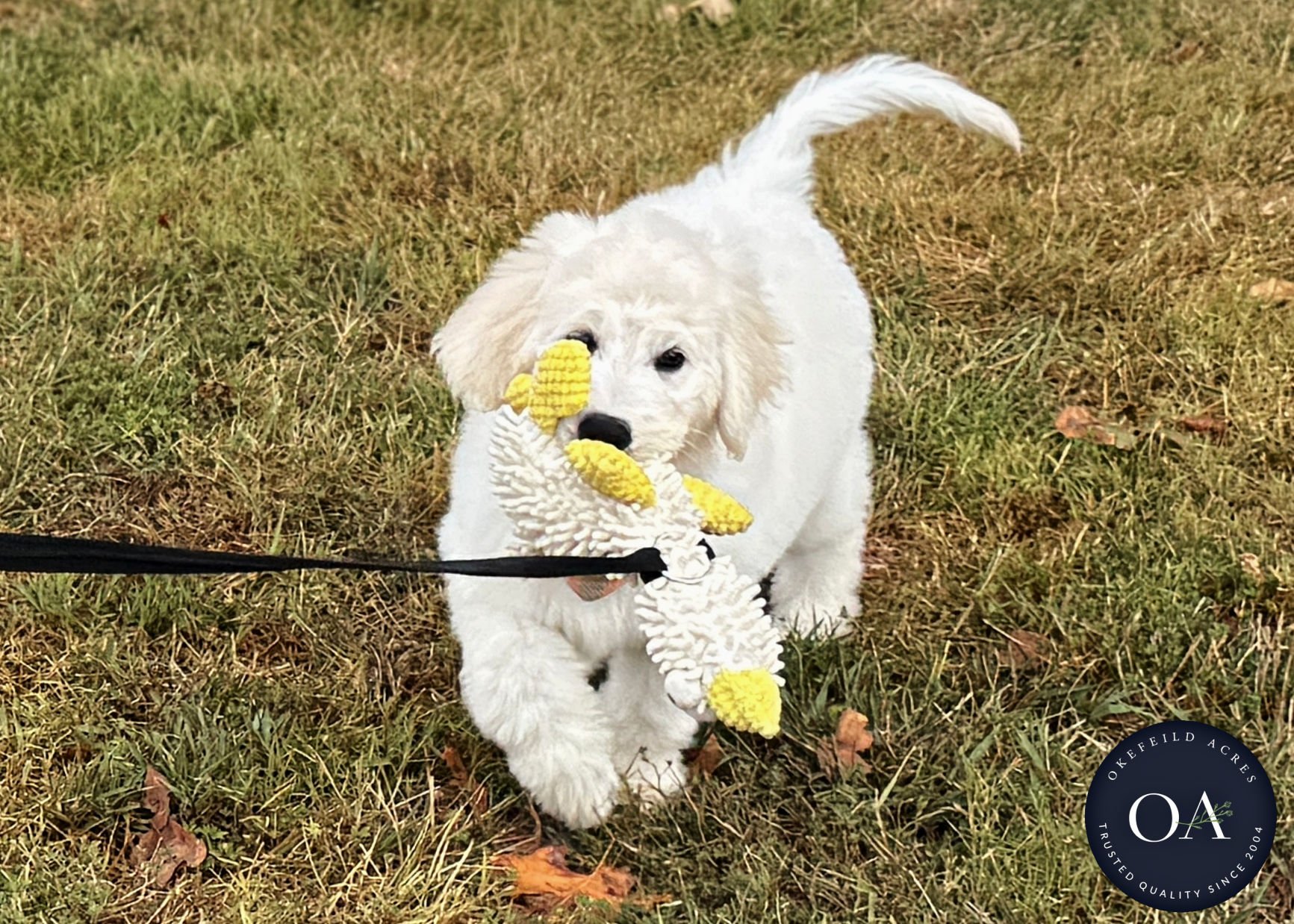 Kiara F1 Standard English Teddy Bear Goldendoodle Puppy For Sale Okefeild Acres Missouri