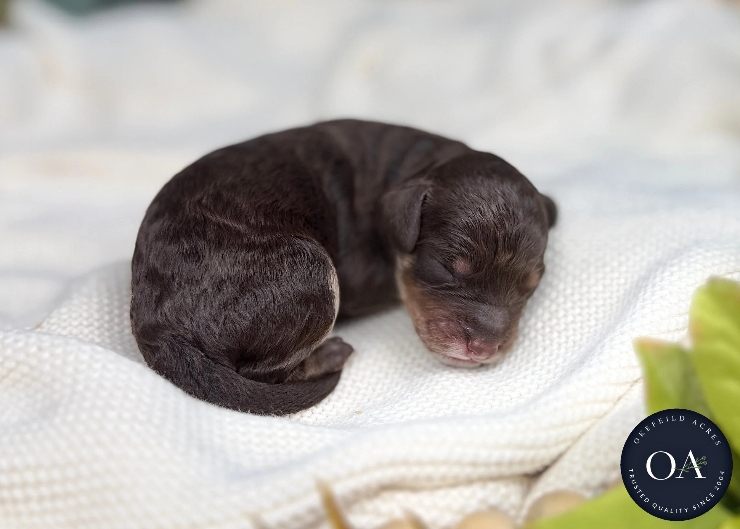 Brown Phantom Female Small English Teddy Bear Goldendoodle Puppy For Sale Okefeild Acres Missouri