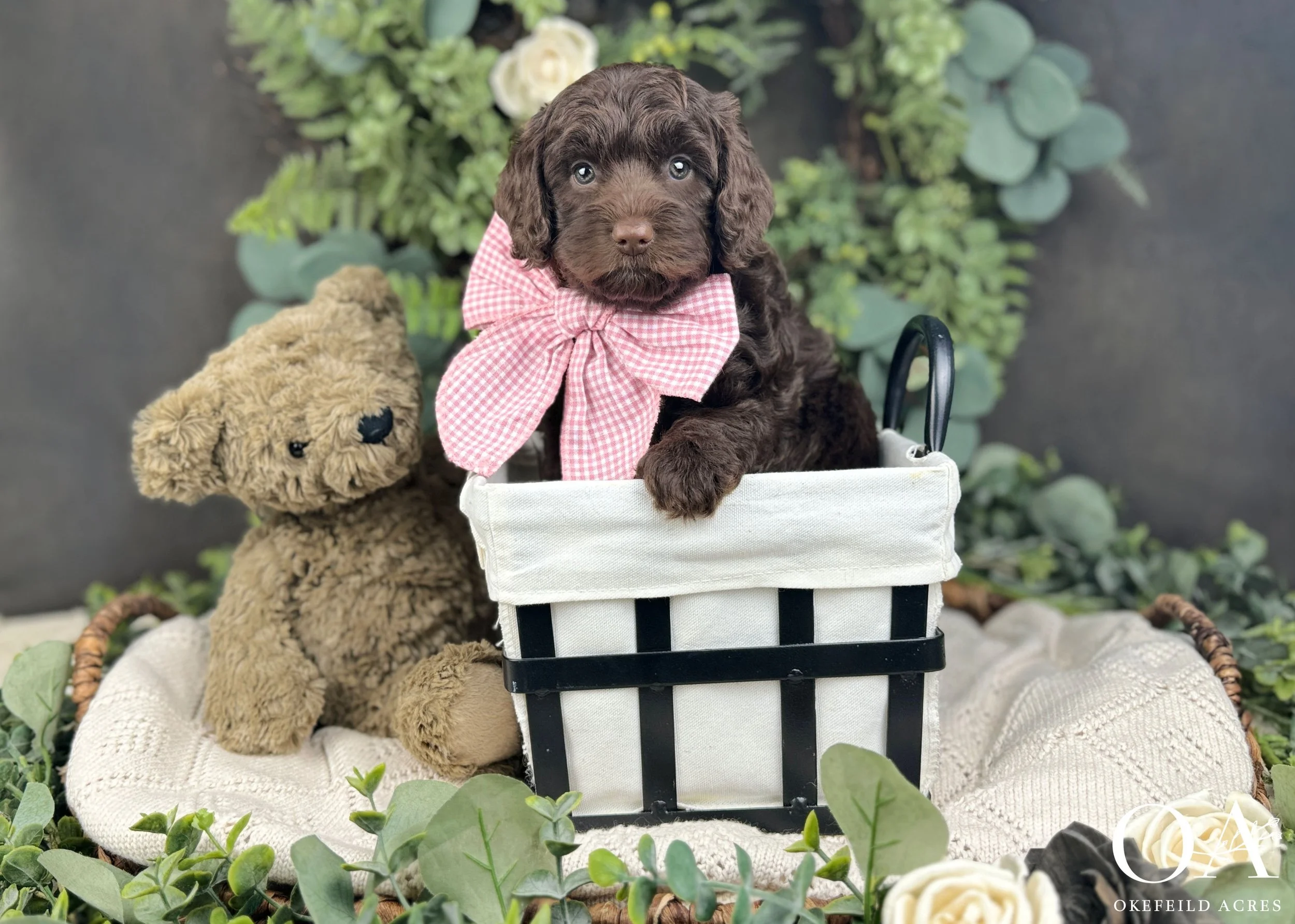 Brown F1b Mini English Teddy Bear Goldendoodle Puppies For Sale Okefeild Acres Missouri
