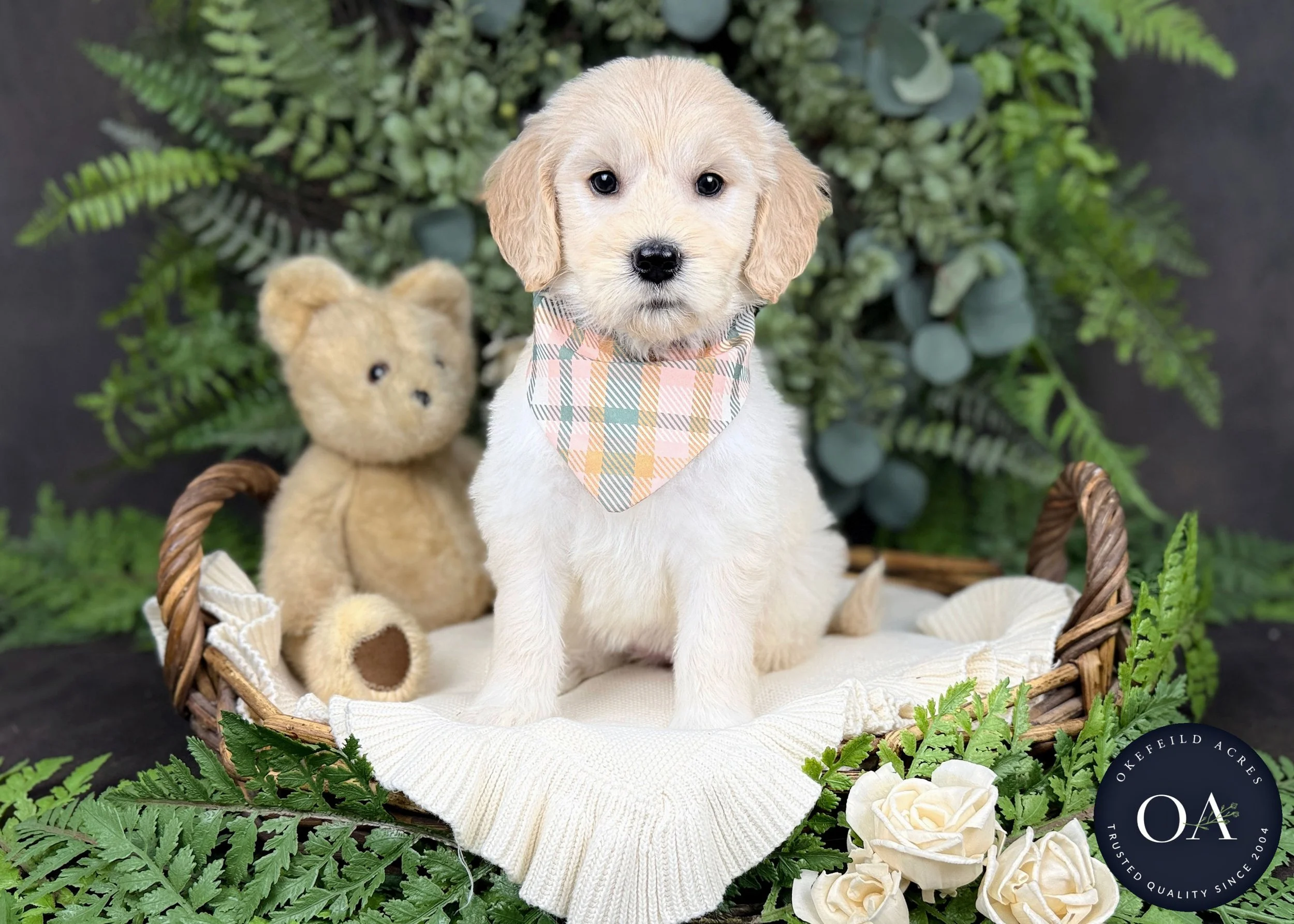 Tamsin Cream F2b Medium English Teddy Bear Goldendoodle Puppy For Sale Okefeild Acres Missouri