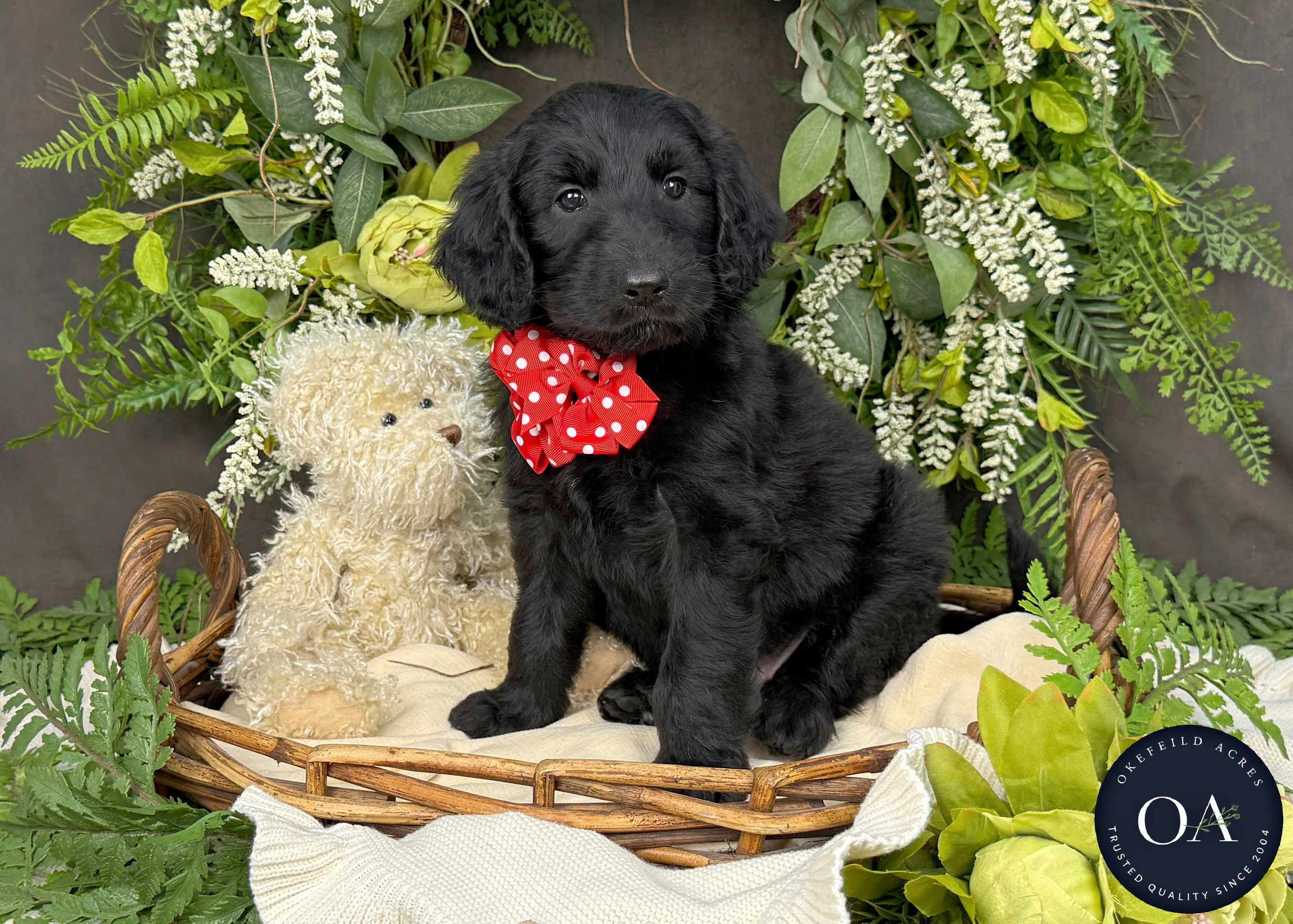 Black F1b Standard English Teddy Bear Goldendoodle Puppy For Sale Okefeild Acres Missouri