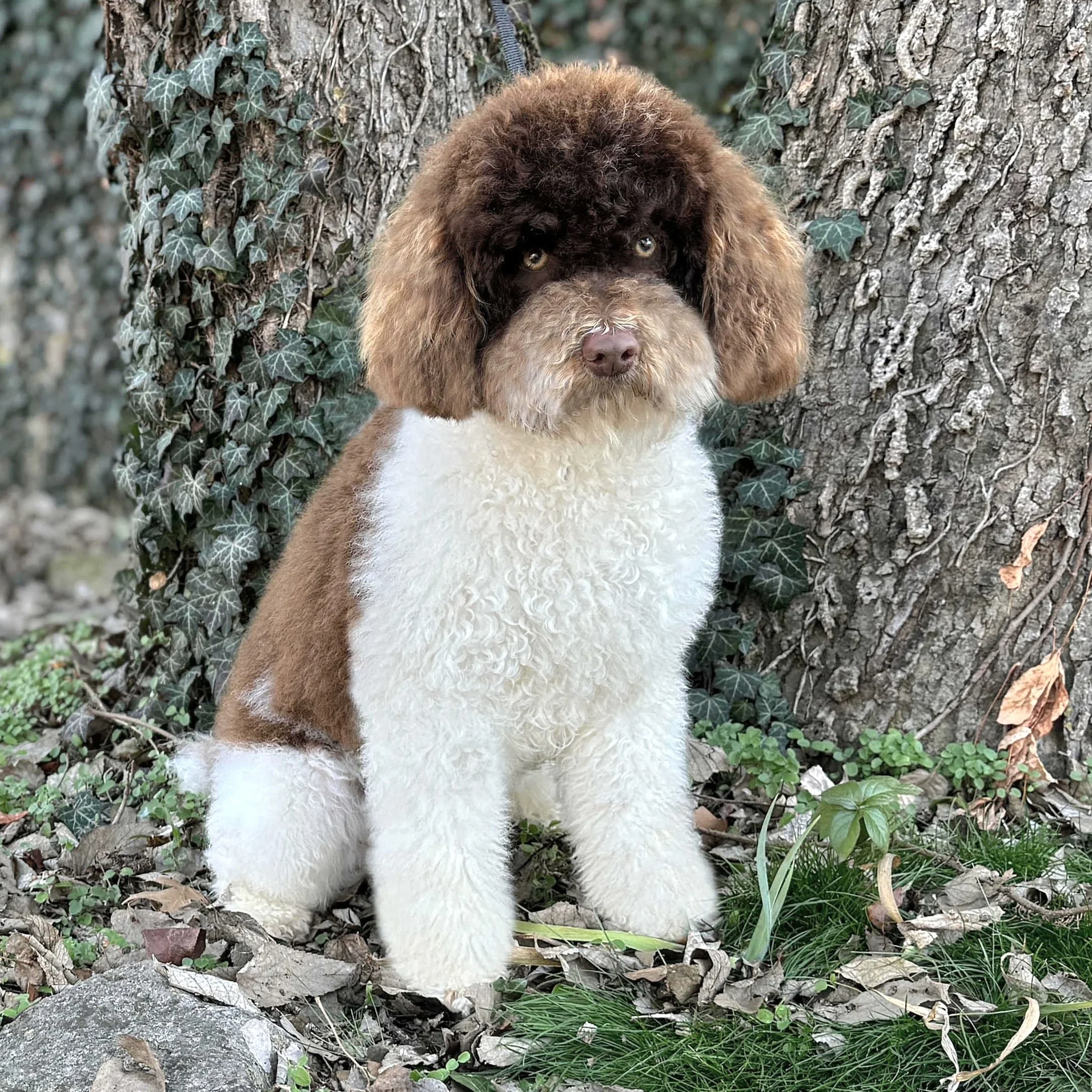Murphey Brown And White Parti Moyen Poodle Sire Okefeild Acres Missouri