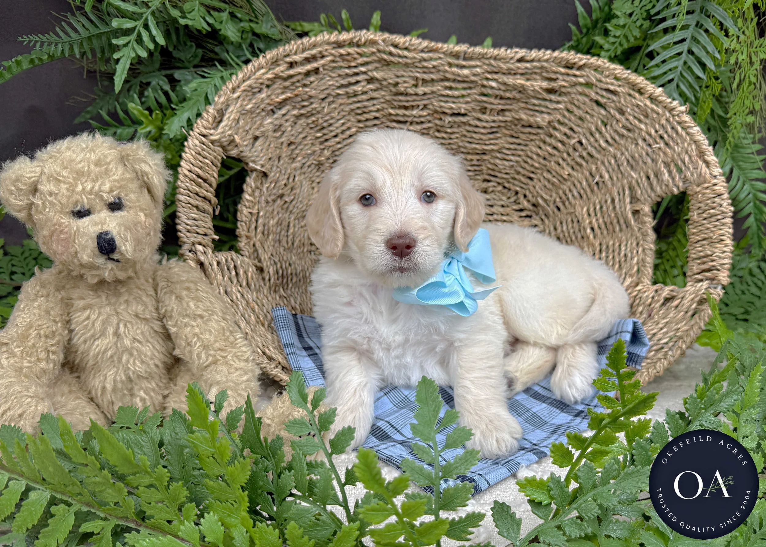 Best teddybear goldendoodles near me Discount