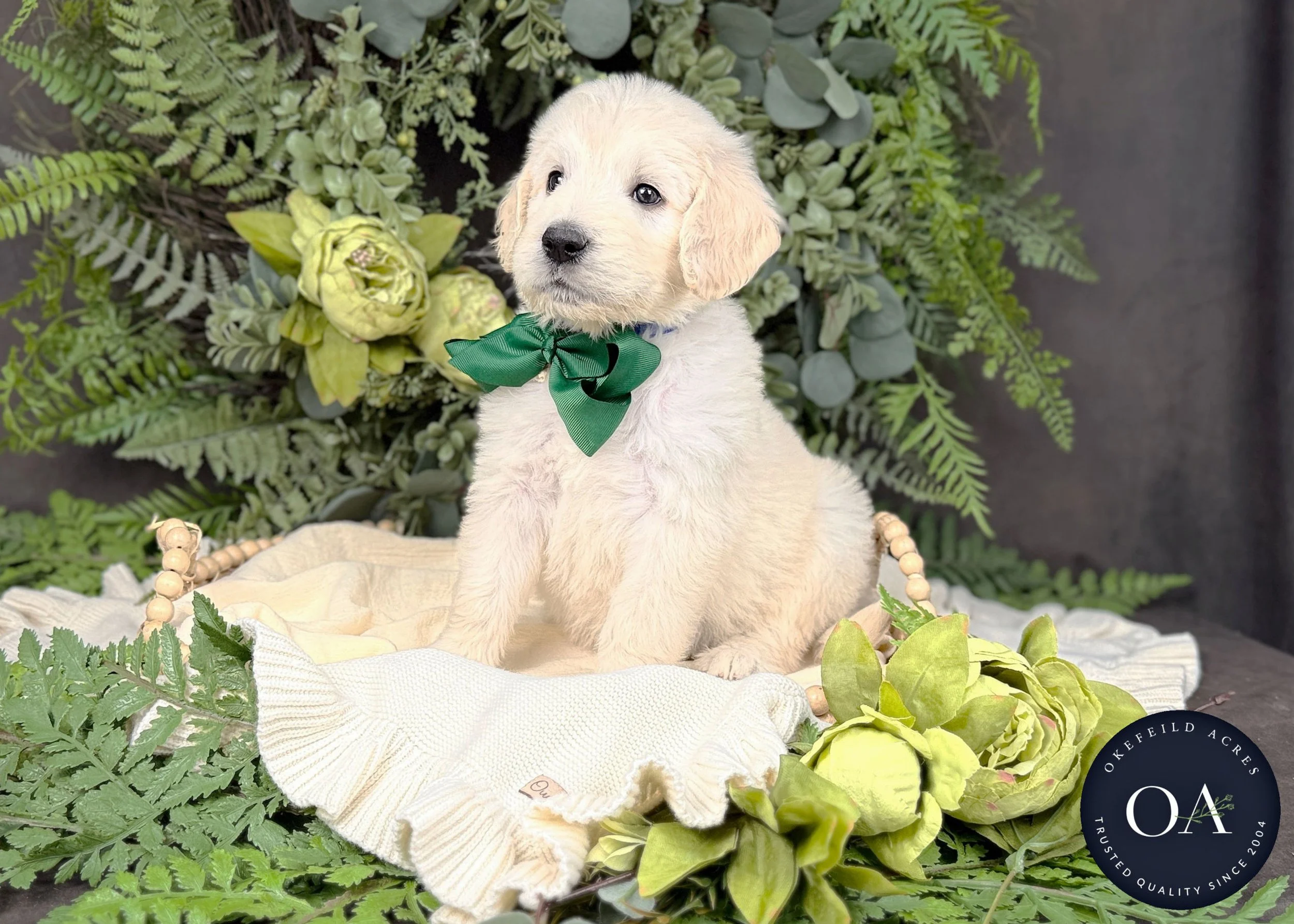 Cream F1 Standard English Teddy Bear Goldendoodle Puppies For Sale Okefeild Acres Missouri