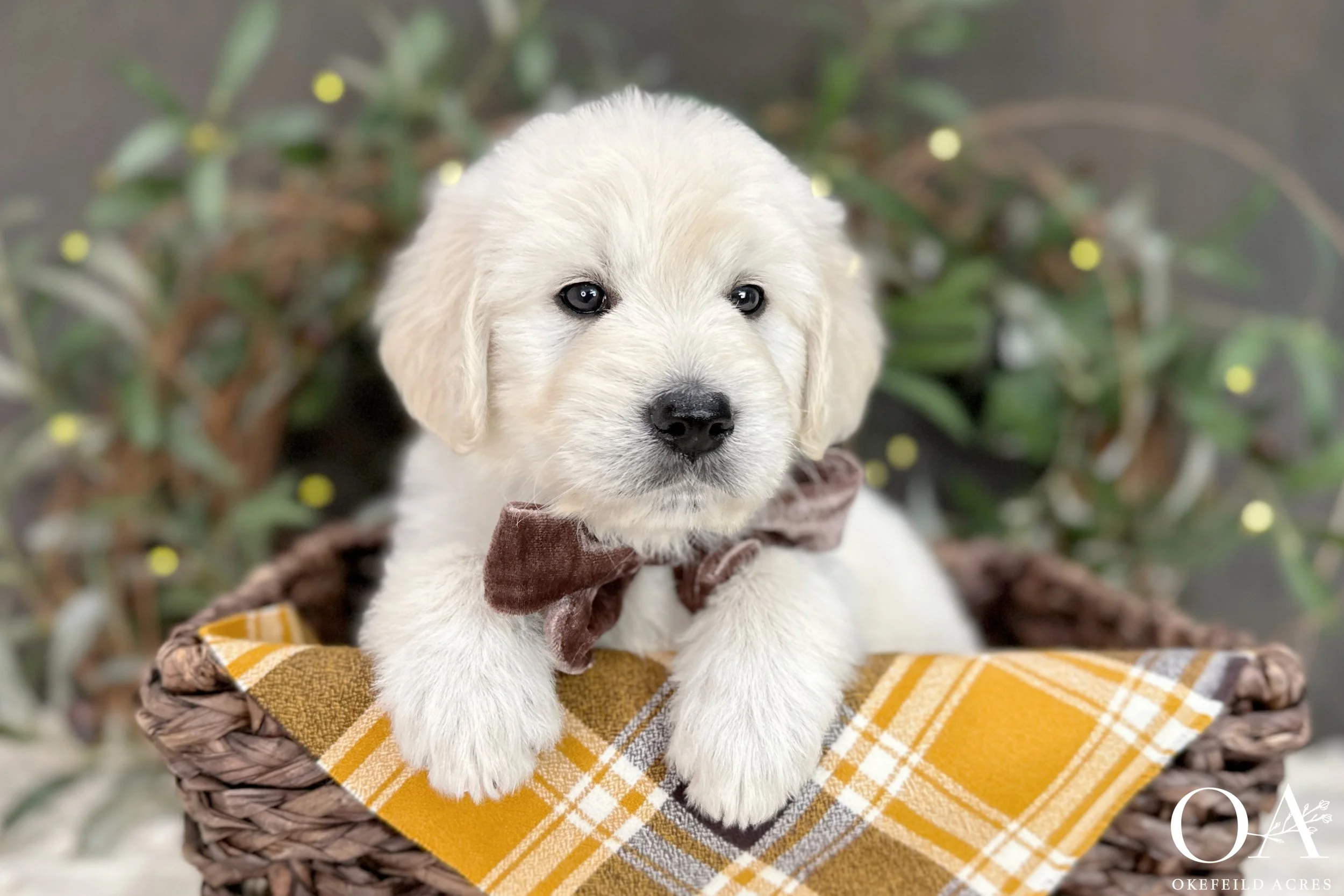 Cream F1 Standard English Teddy Bear Goldendoodle Puppies For Sale Okefeild Acres Missouri
