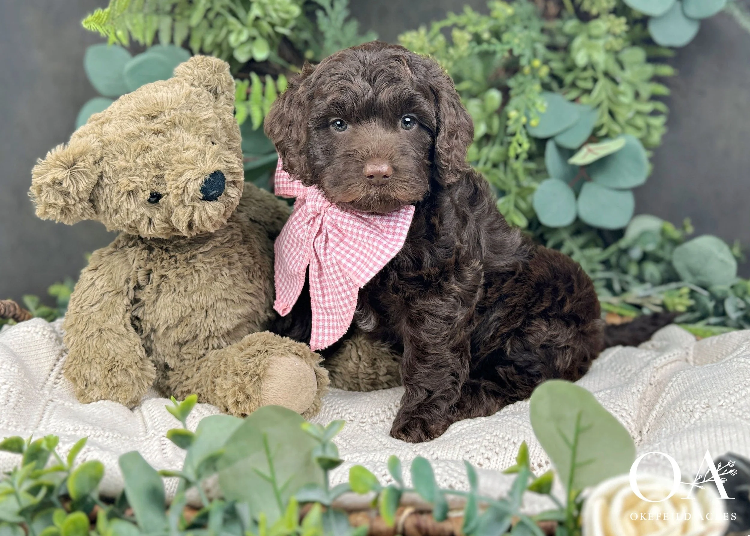 Brown F1b Mini English Teddy Bear Goldendoodle Puppies For Sale Okefeild Acres Missouri