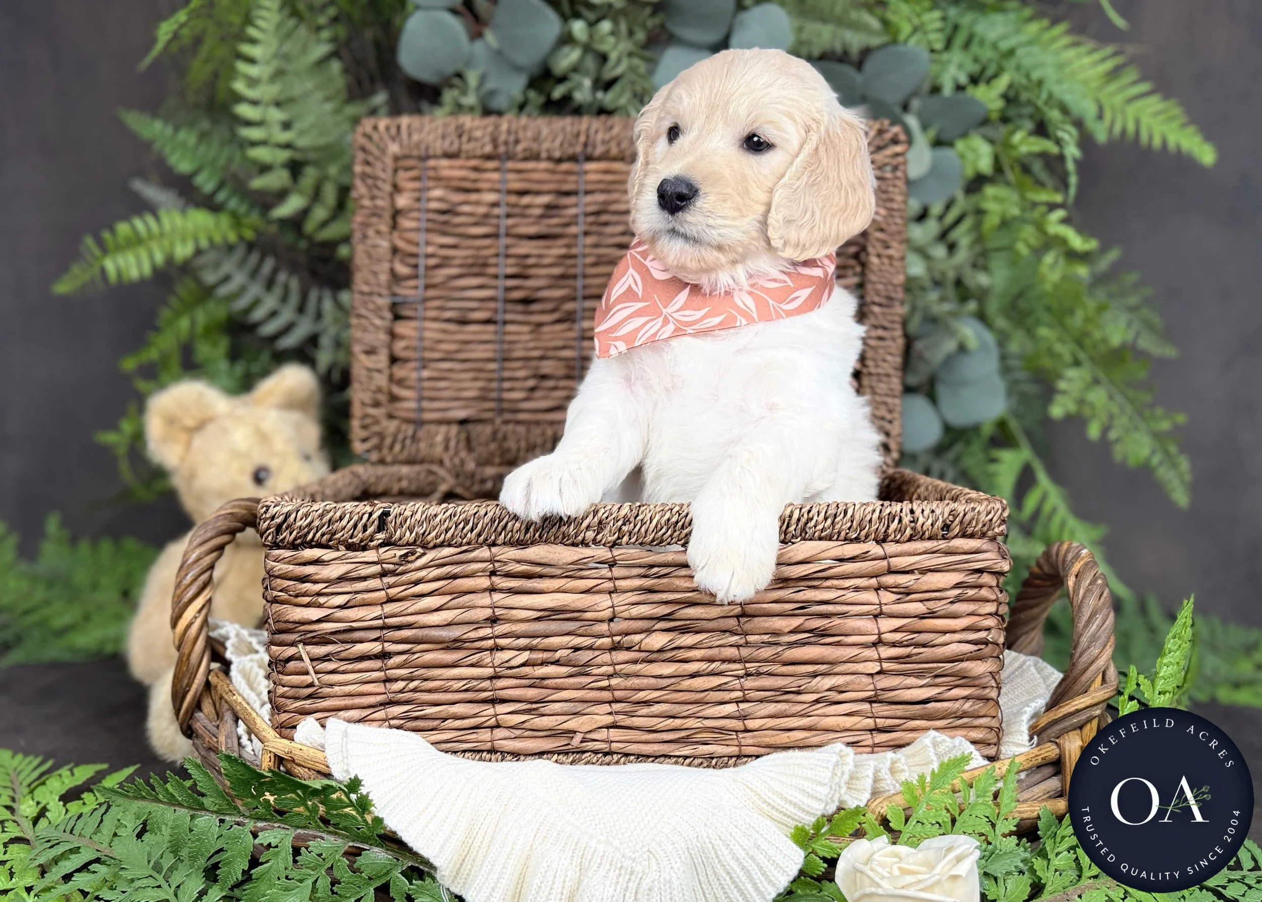 Tonia Cream F2b Medium English Teddy Bear Goldendoodle Puppy For Sale Okefeild Acres Missouri