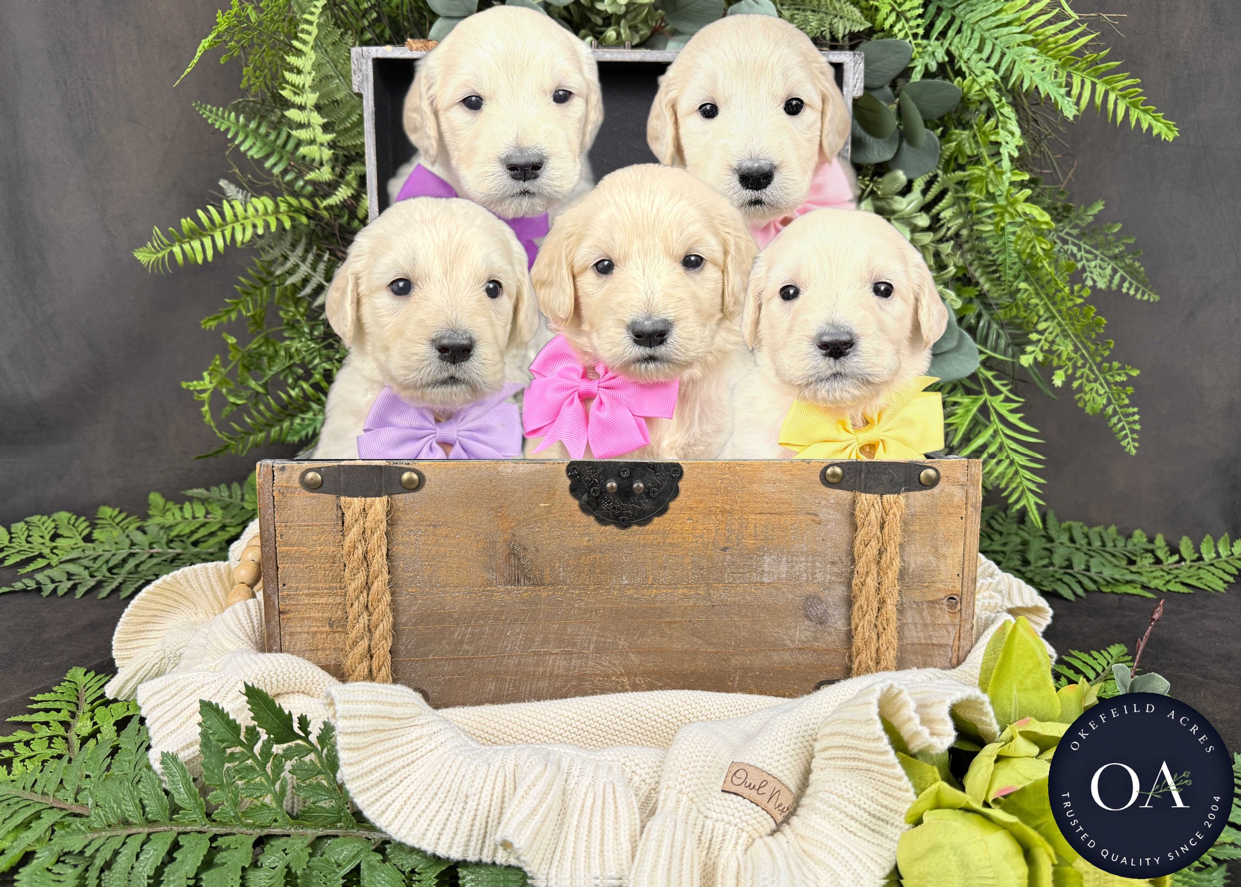 Cream Male F1 Standard English Teddy Bear Goldendoodle Puppies For Sale Okefeild Acres Missouri