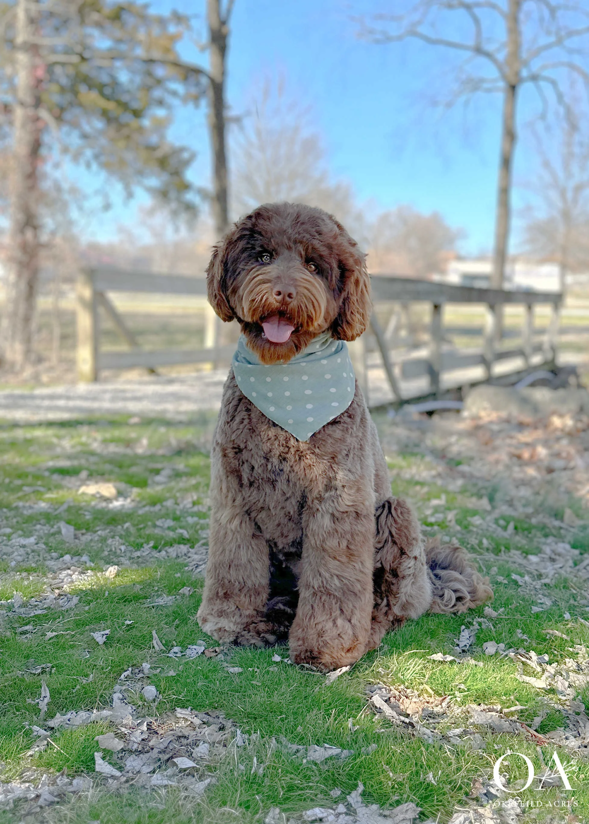 Molly F2b Medium English Teddy Bear Goldendoodle Dam Okefeild Acres Missouri