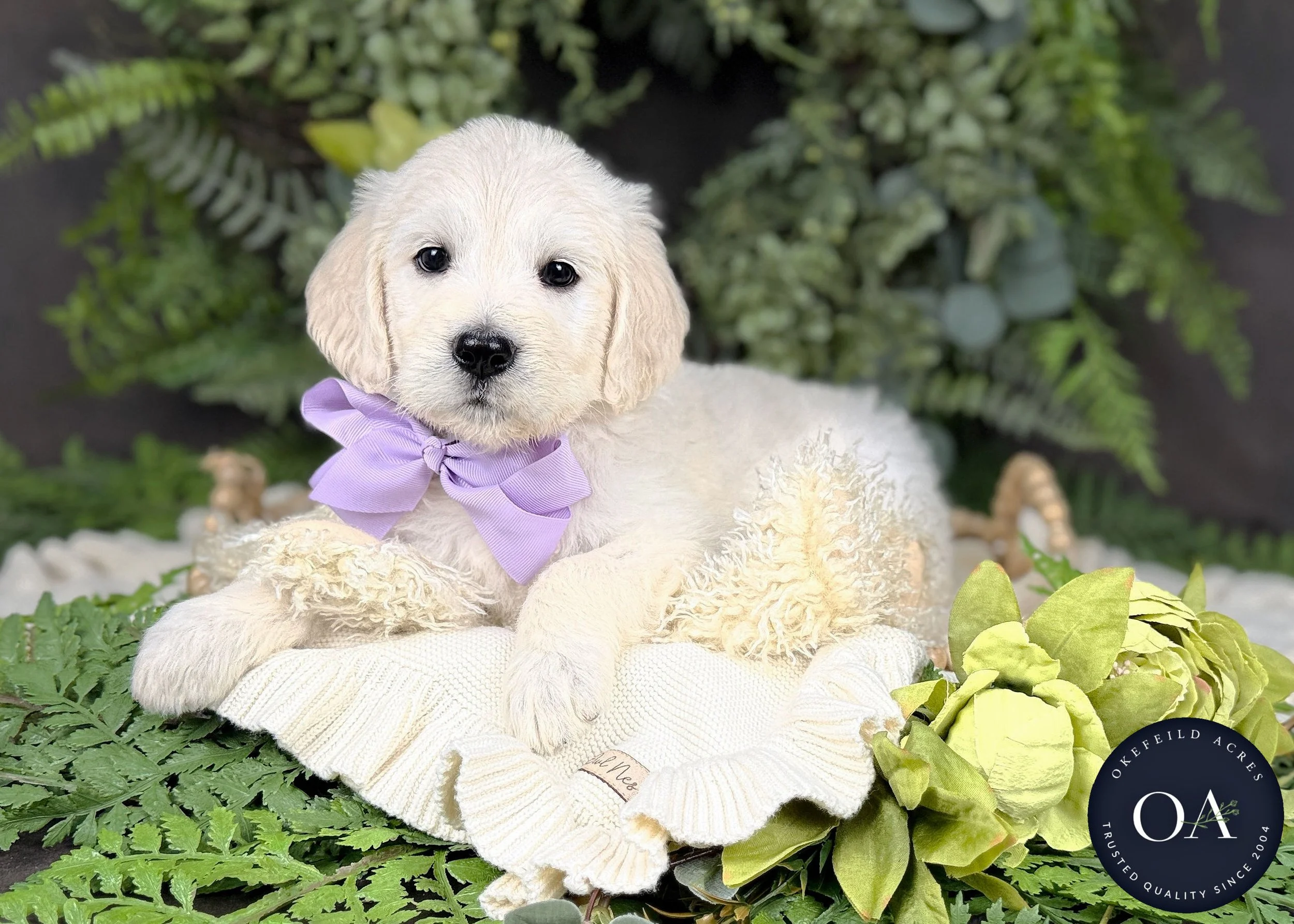 Cream F1 Standard English Teddy Bear Goldendoodle Puppies For Sale Okefeild Acres MO