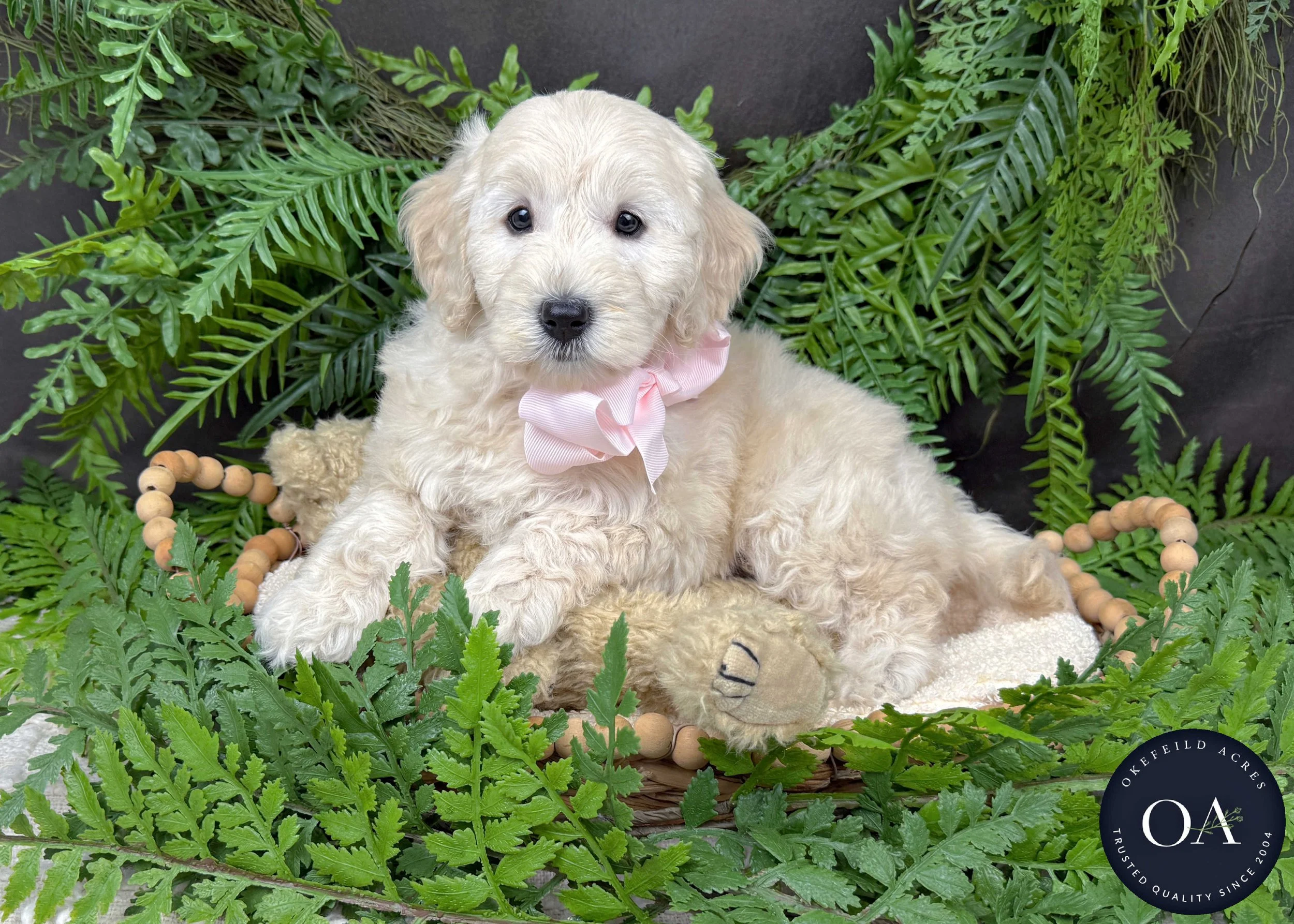 Cream F2b Small English Teddy Bear Goldendoodle Puppies For Sale Okefeild Acres MO
