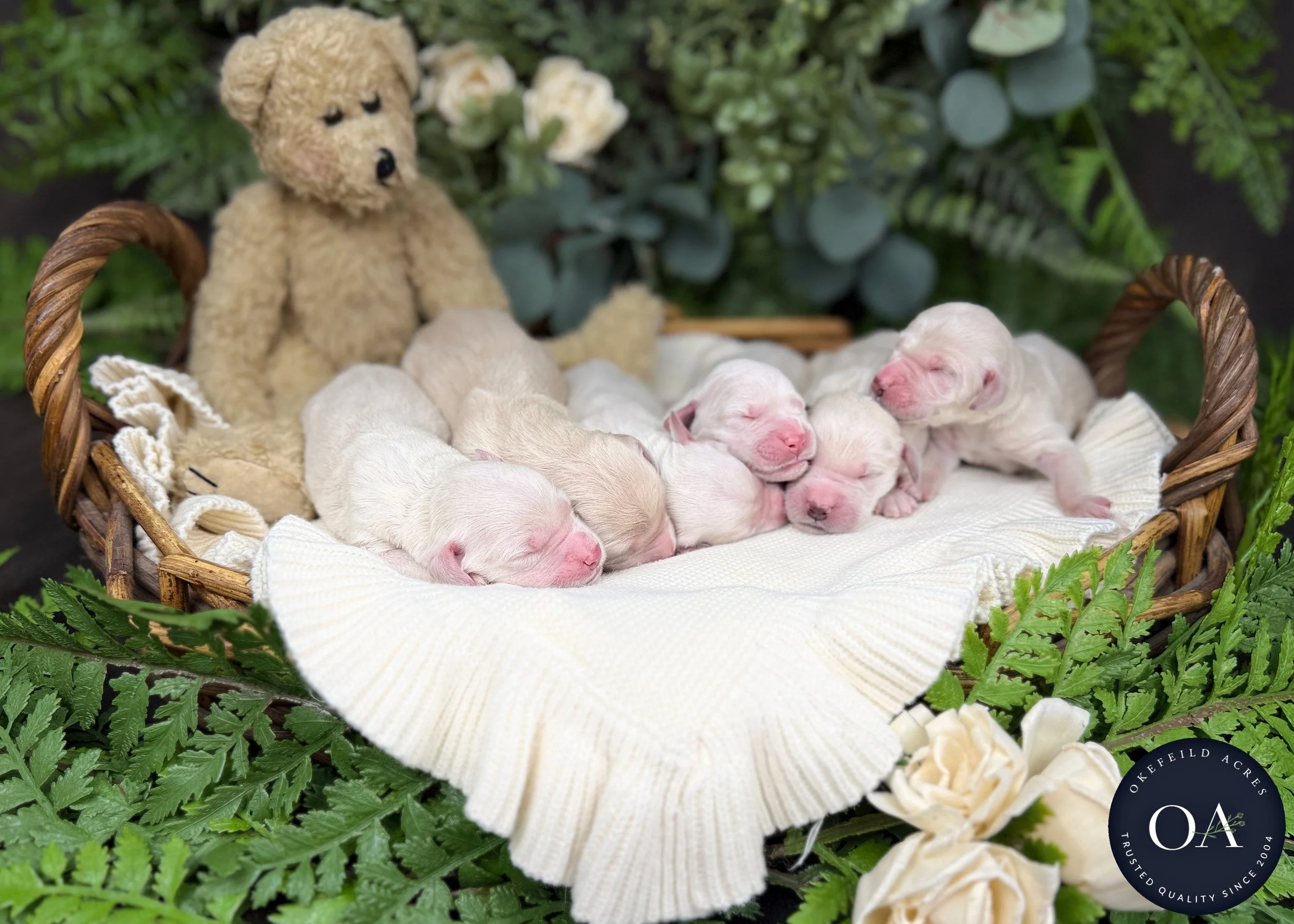 Cream Female F1 Standard English Teddy Bear Goldendoodle Puppies For Sale Okefeild Acres Missouri