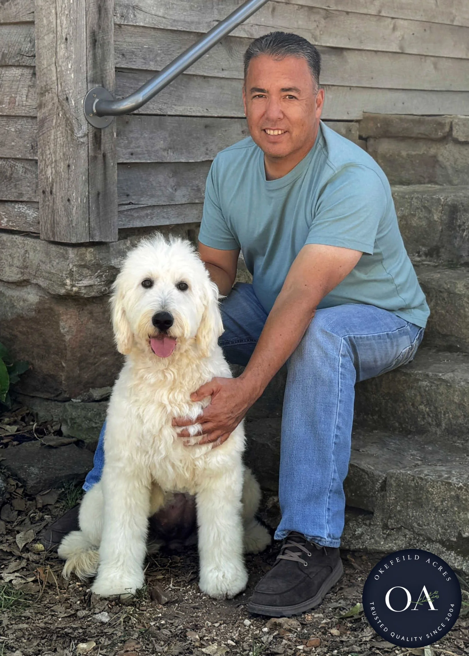 Meet Brooklyn F1 Standard English Teddy Bear Goldendoodle Dam At Okefeild Acres Missouri