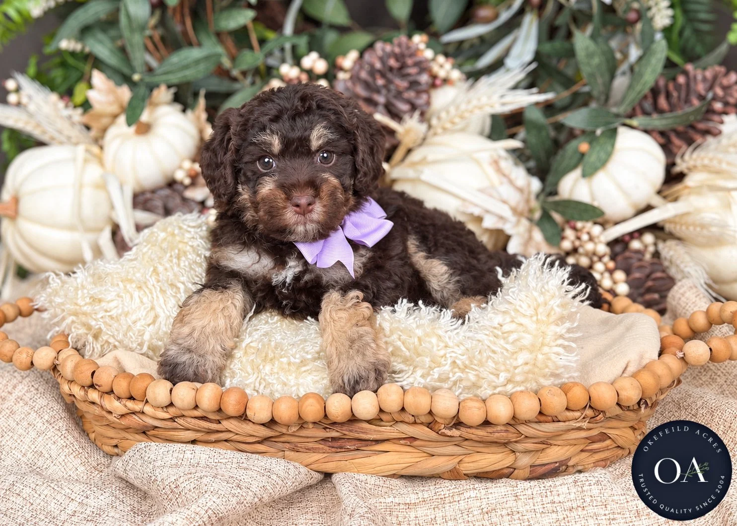 Rosie Brown Phantom Female F2b Small English Teddy Bear Goldendoodle Puppy For Sale Okefeild Acres Missouri