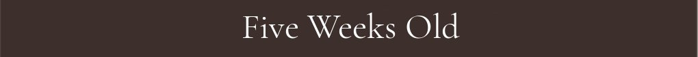 Five Weeks Old