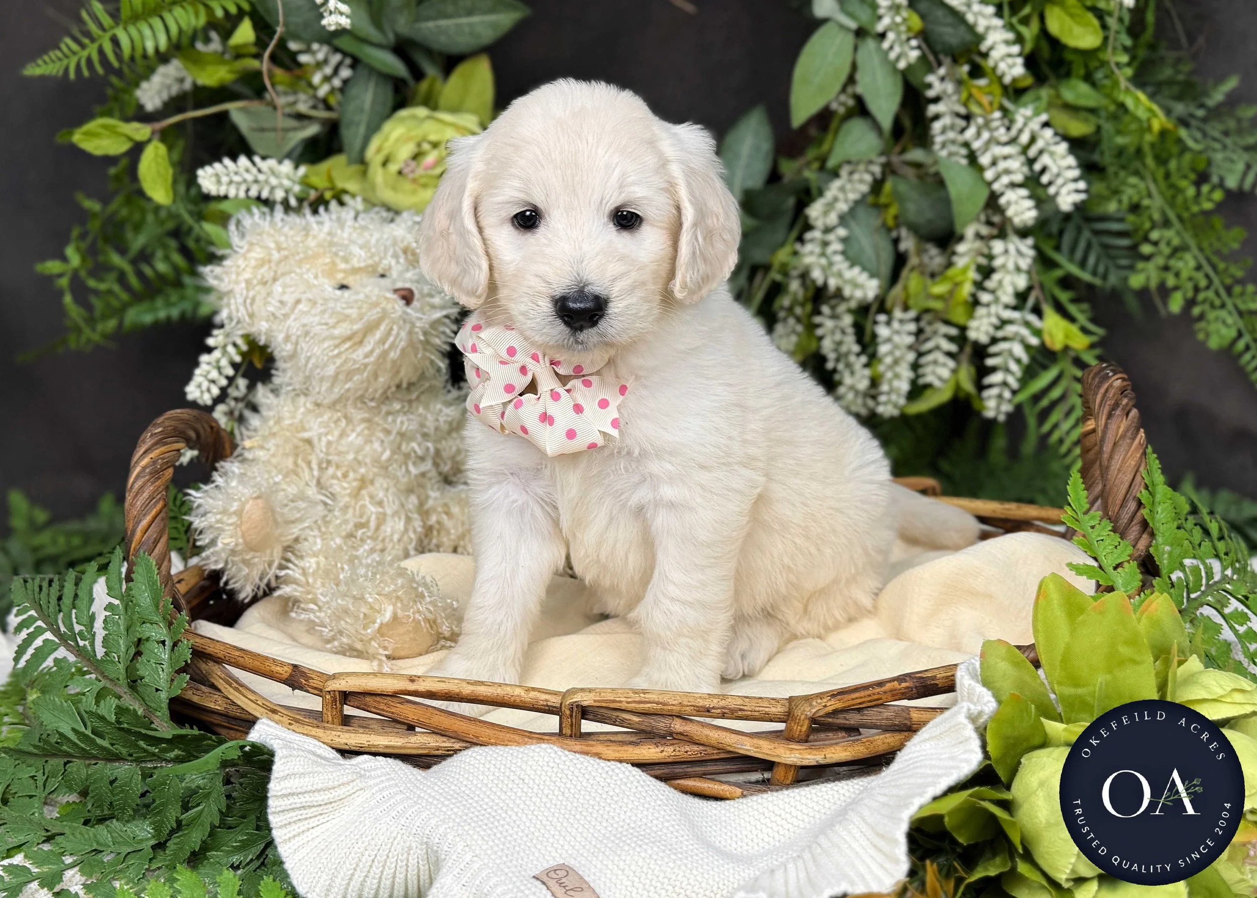 Cream F1b Standard English Teddy Bear Goldendoodle Puppy For Sale Okefeild Acres Missouri