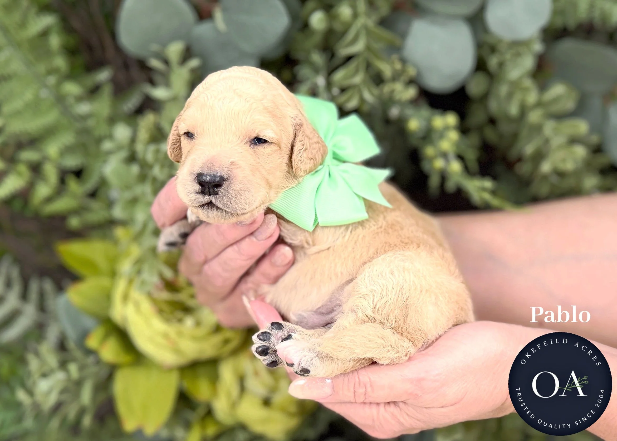 Cream Male F2b Mini English Teddy Bear Goldendoodle Puppies For Sale Okefeild Acres Missouri