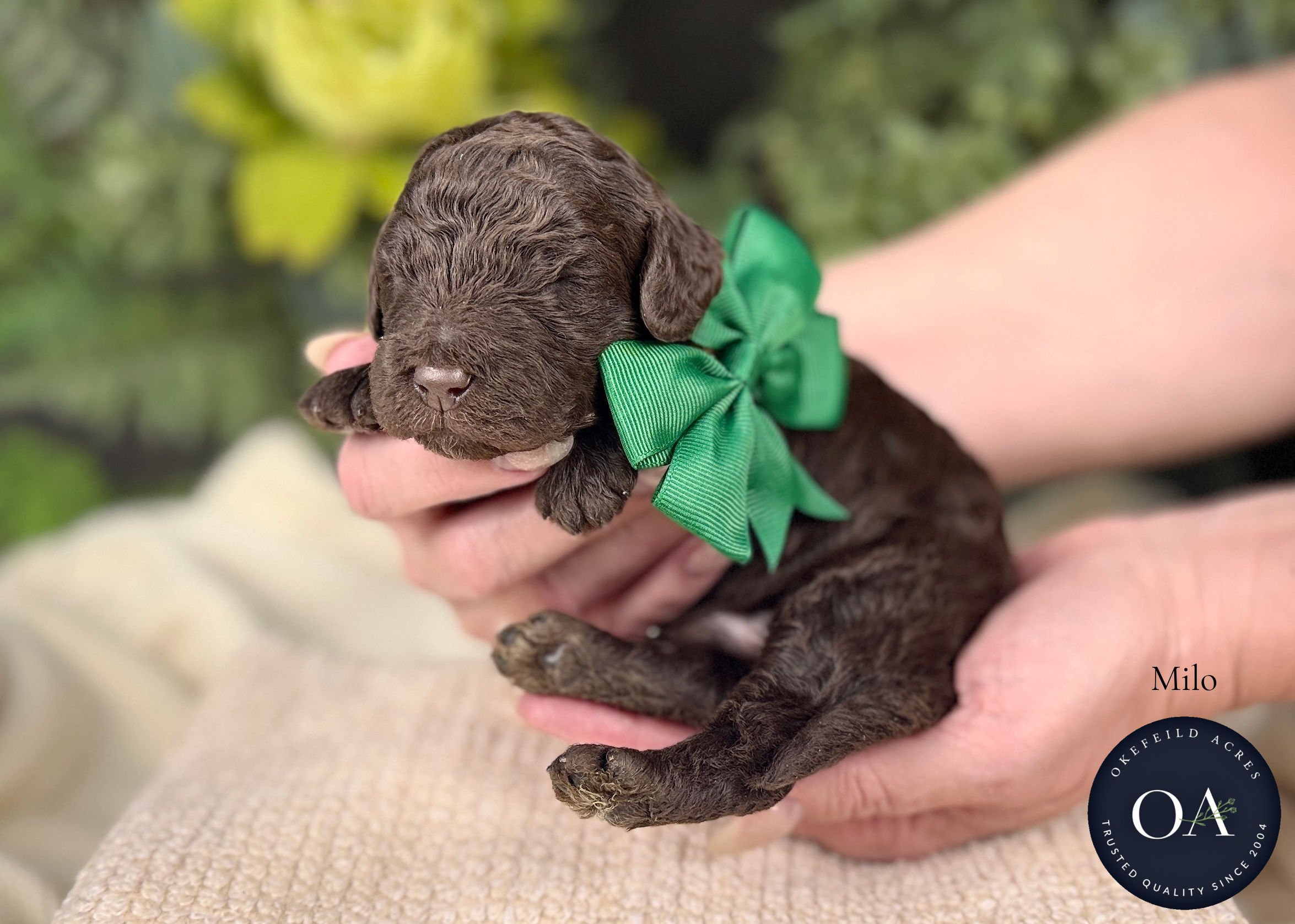 Brown F2b Mini English Teddy Bear Goldendoodle Puppies For Sale Okefeild Acres Missouri