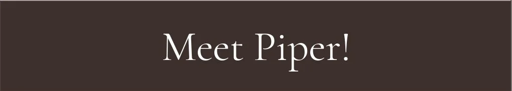 Meet Piper F1 Mini English Teddybear Goldendoodle Okefeild Acres Missouri