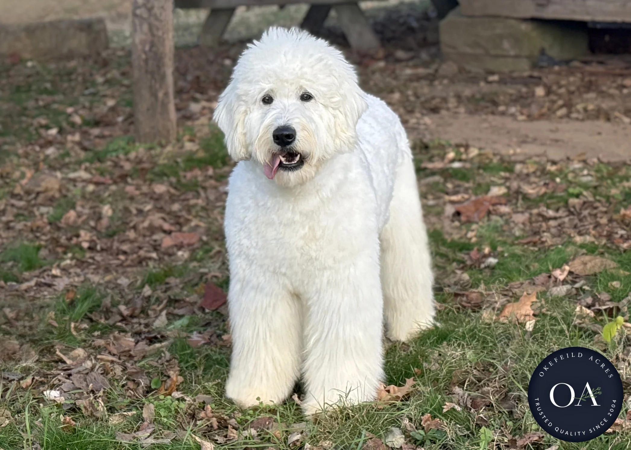 F1 Standard English Teddy Bear Goldendoodle Dam - Kendra