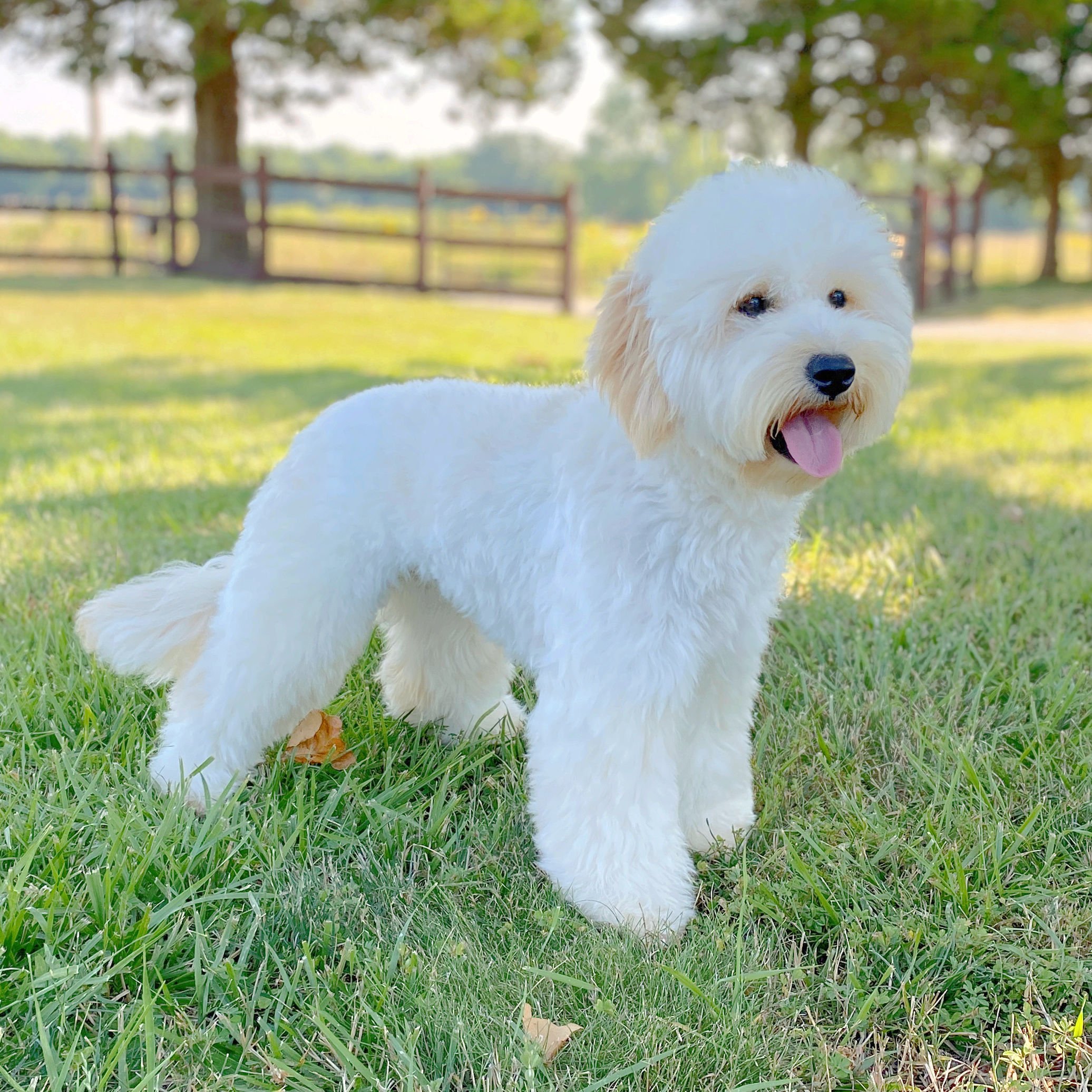 Mini English Goldendoodle