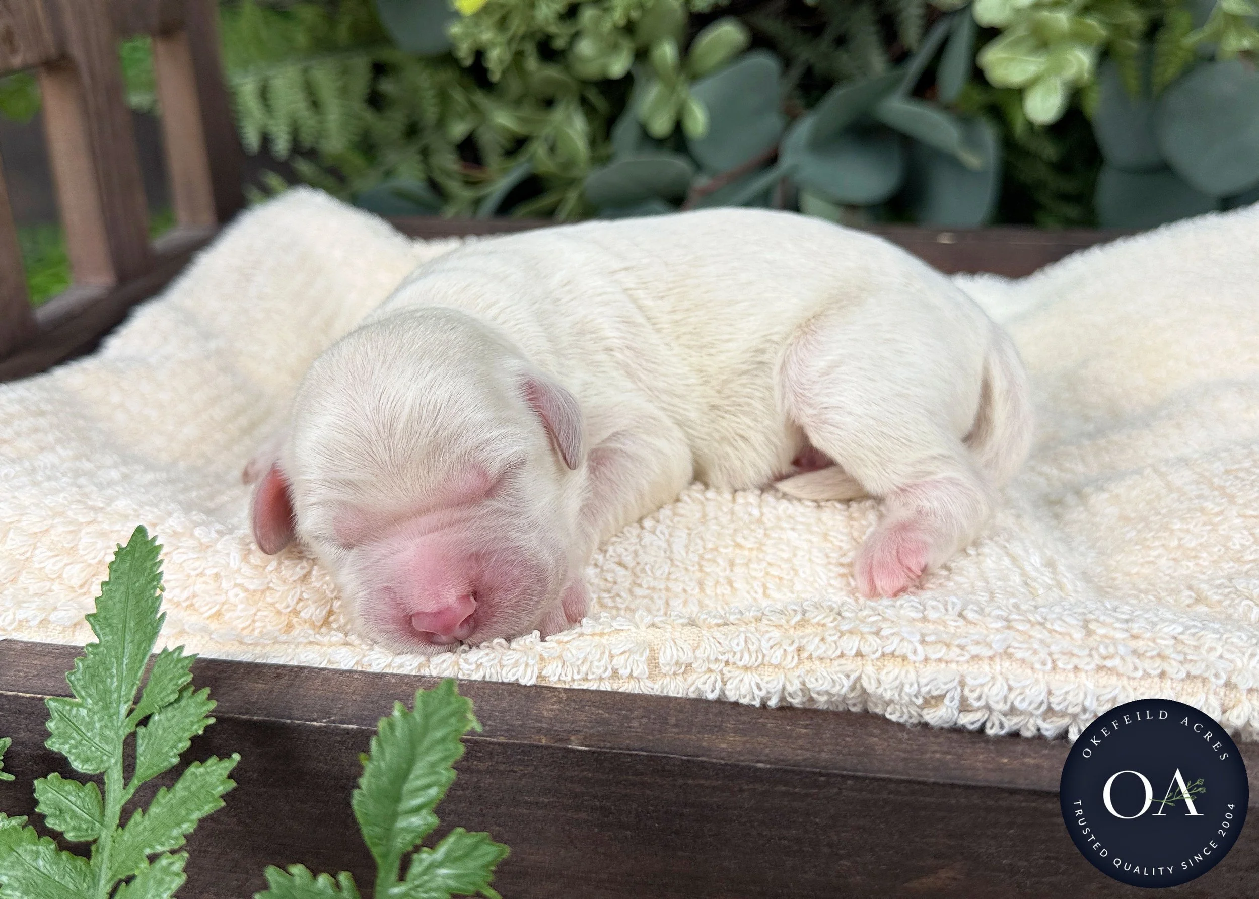 Cream Female F1b Standard English Teddy Bear Goldendoodle Puppies For Sale Okefeild Acres Missouri