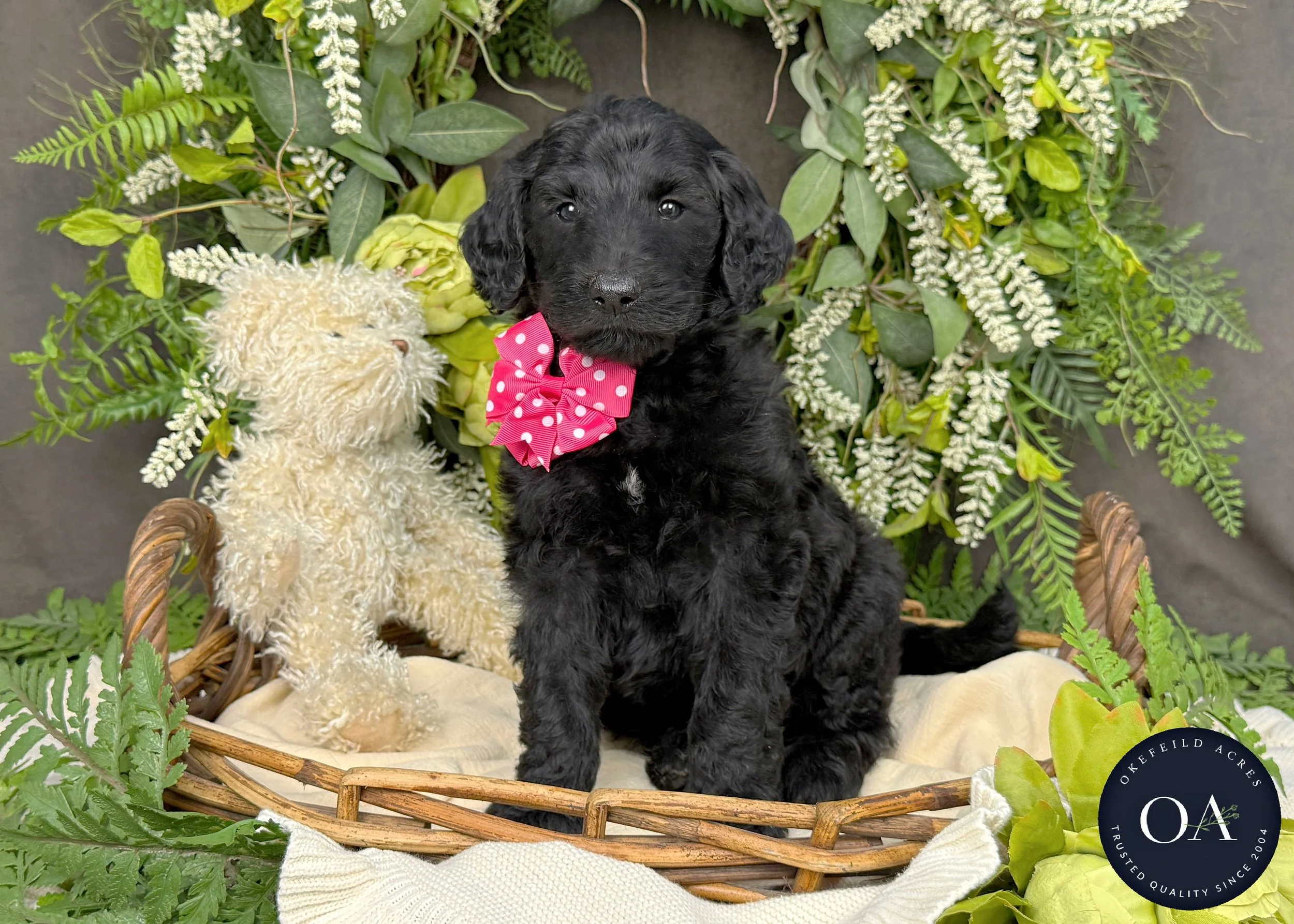 Black F1b Standard English Teddy Bear Goldendoodle Puppy For Sale Okefeild Acres