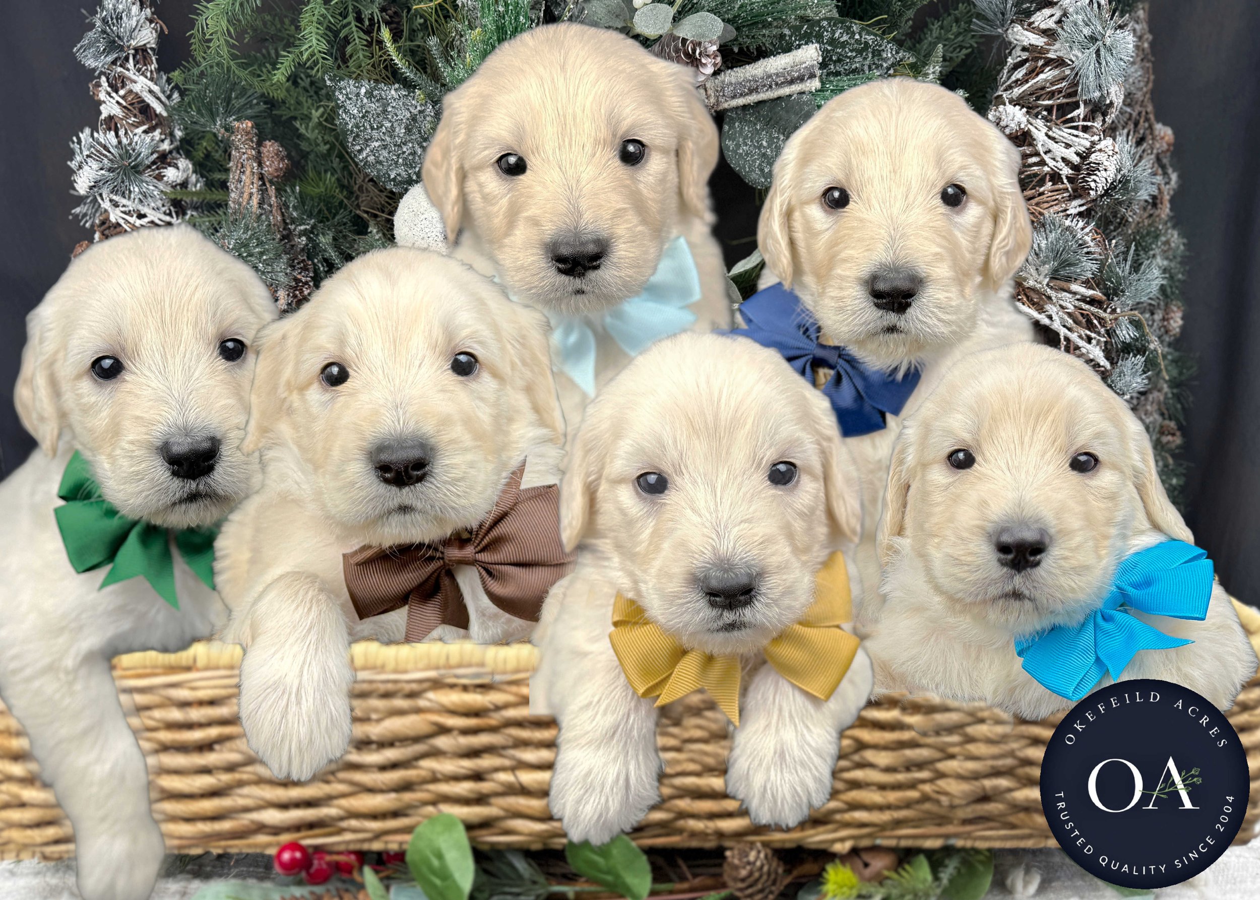 Cream F1 Standard Male English Teddy Bear Goldendoodle Puppies For Sale Okefeild Acres Missouri