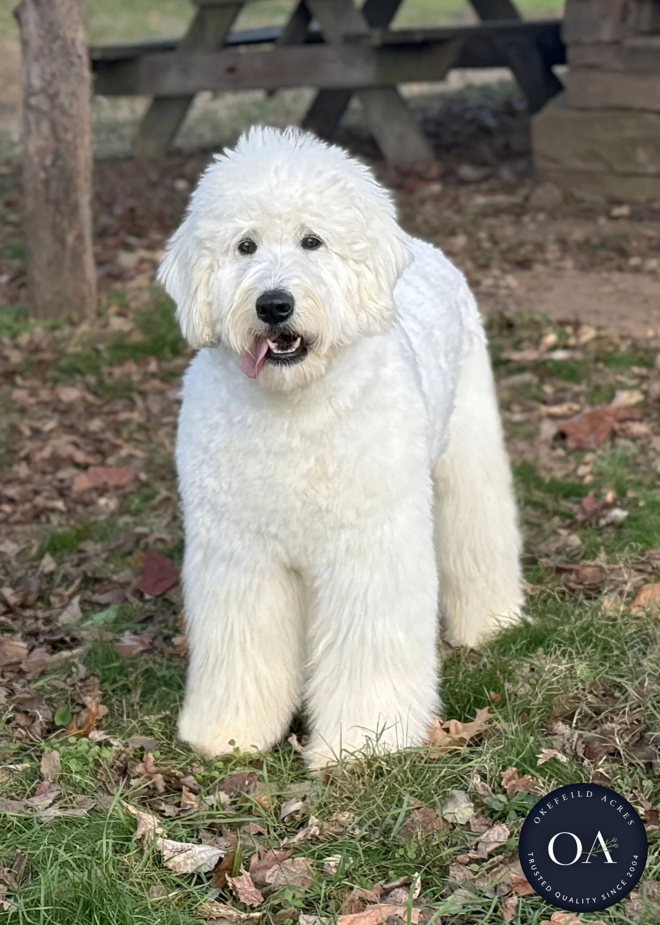 Kendra F1 Standard English Teddy Bear Goldendoodle Dam Okefeild Acres Missouri