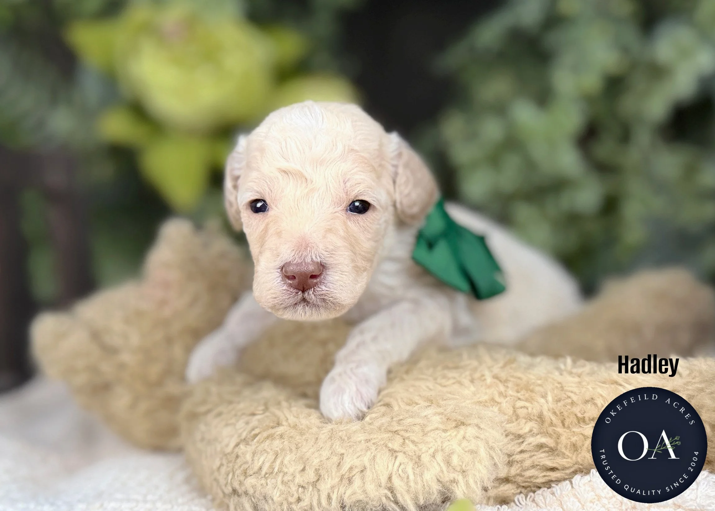 Cream Male Small English Teddy Bear Goldendoodle Puppy For Sale Okefeild Acres Missouri