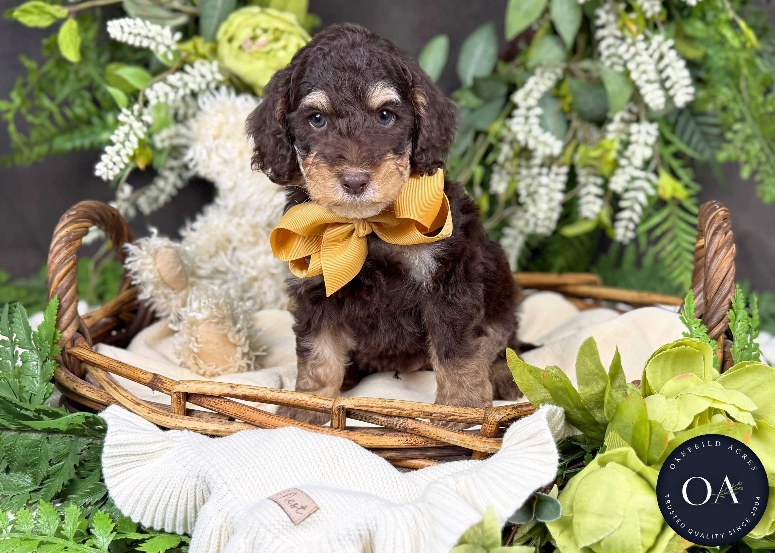 Brown Phantom F2b Small English Teddy Bear Goldendoodle Puppy For Sale Okefeild Acres Missouri