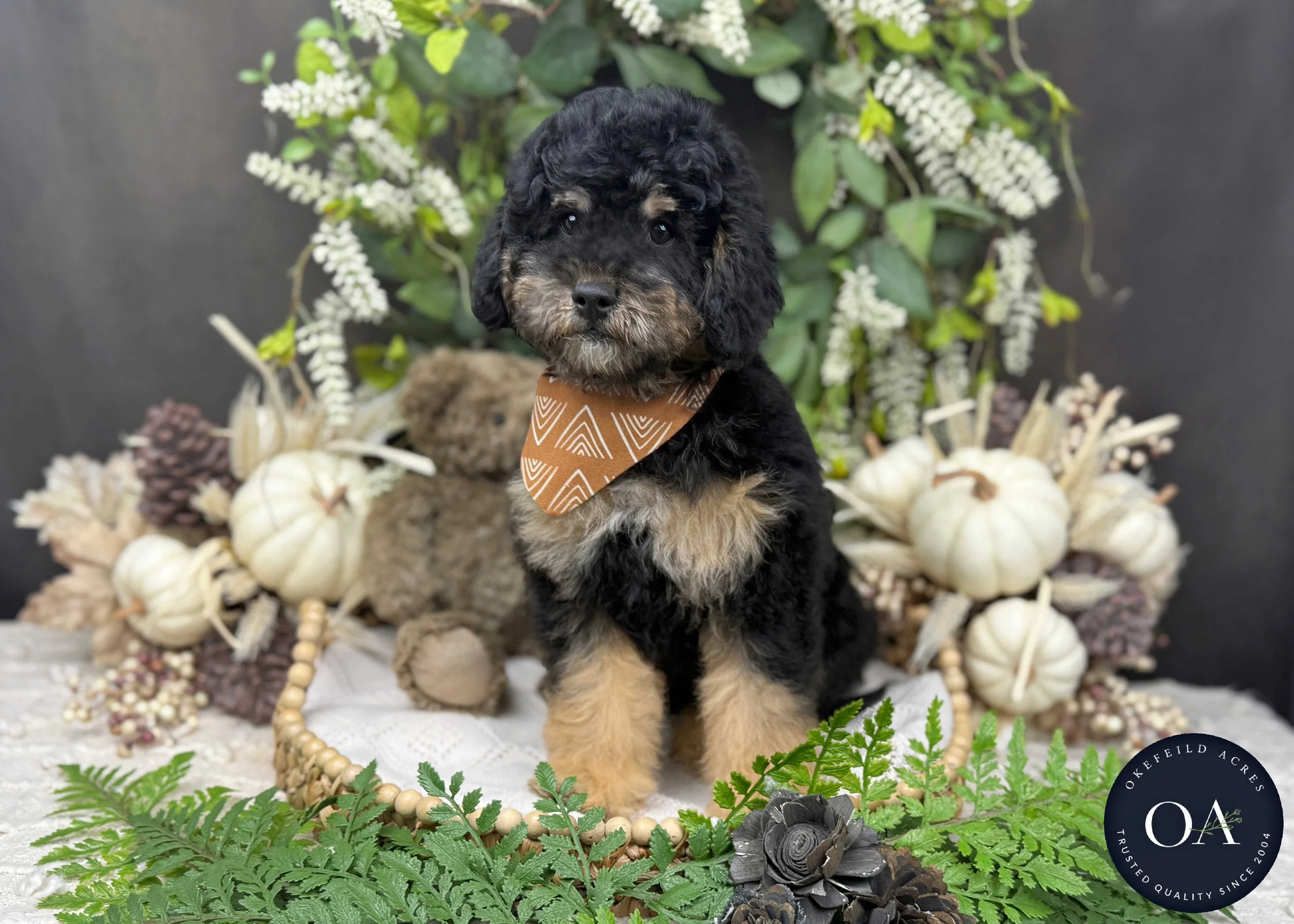 Black Phantom F1b Small English Teddy Bear Goldendoodle Puppies For Sale Okefeild Acres Missouri