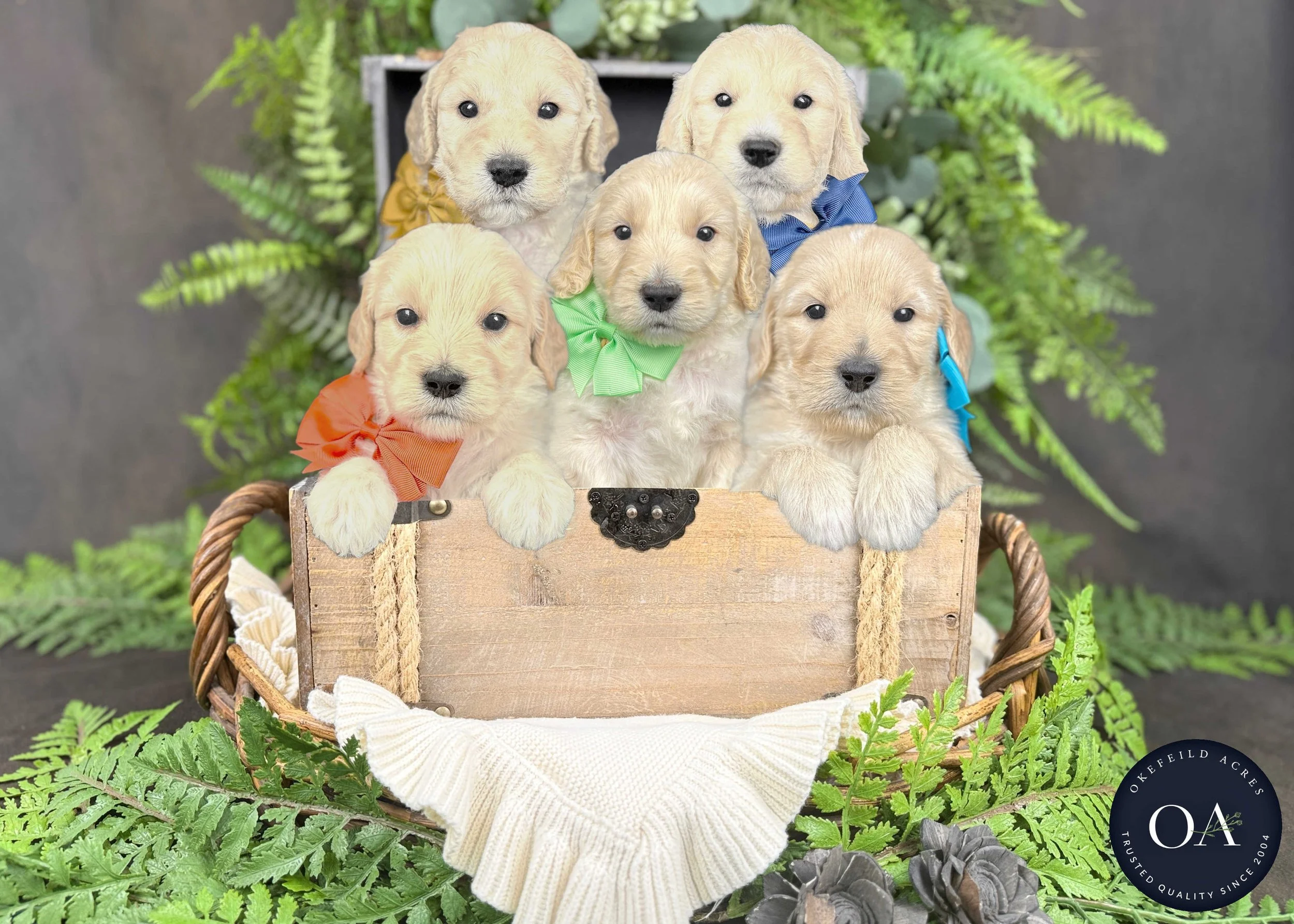 Cream Male F2b Medium English Teddy Bear Goldendoodle Puppies For Sale Okefeild Acres Missouri