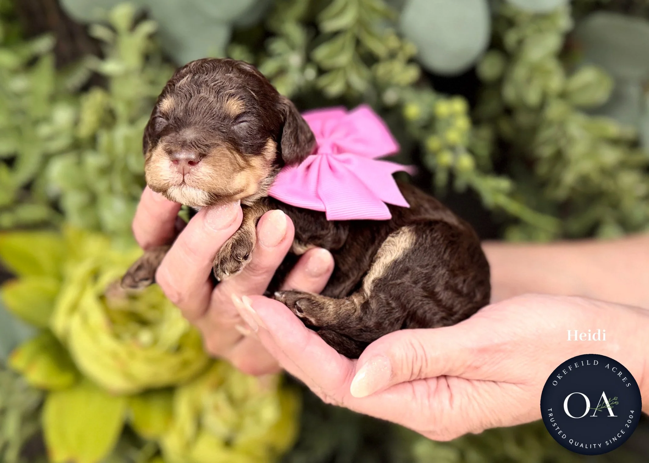 Brown Phantom Female F2b Small English Teddy Bear Goldendoodle Puppies For Sale Okefeild Acres