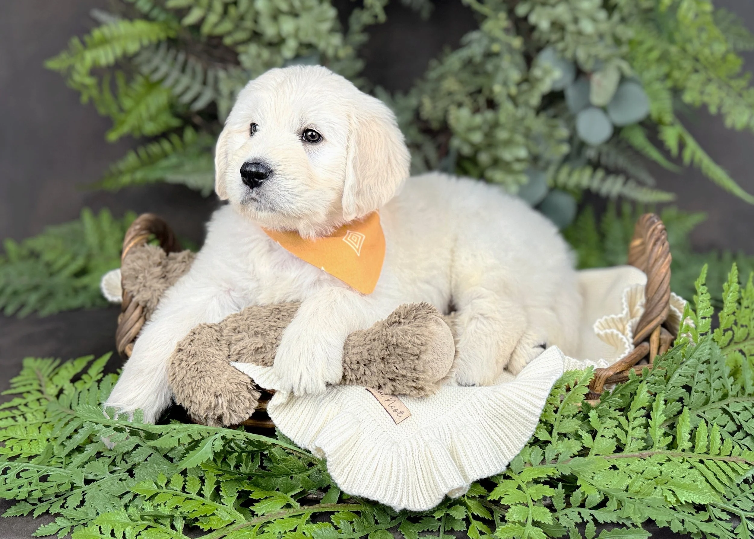 Kolby Cream Male F1 Standard English Teddy Bear Goldendoodle Puppy For Sale Okefeild Acres Missouri
