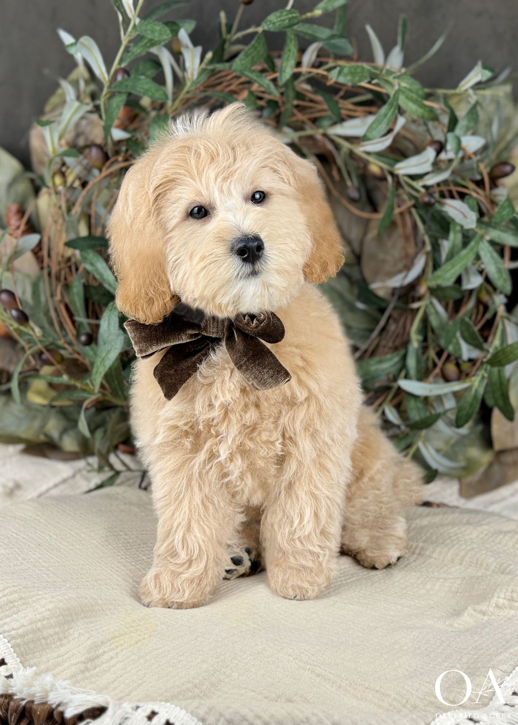Teddy Bear Goldendoodle Available Goldendoodle Puppies Near Me