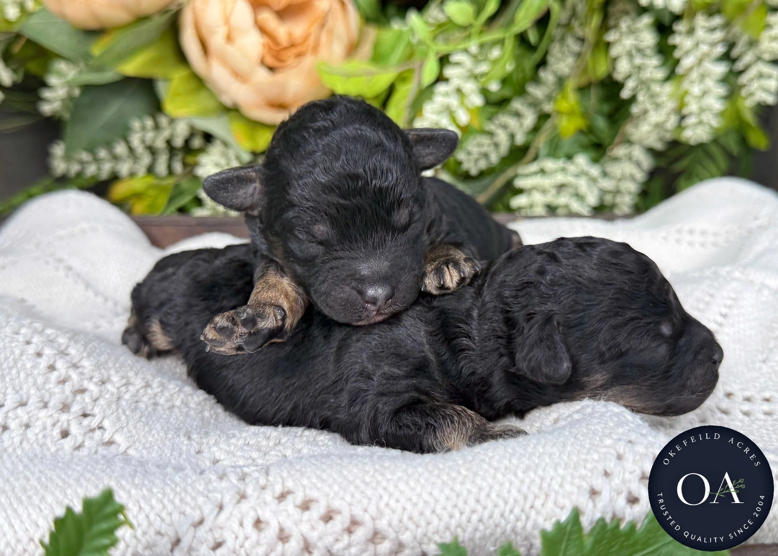 Black Phantom Male F2b Small English Teddy Bear Goldendoodle Puppies For Sale Okefeild Acres Missouri