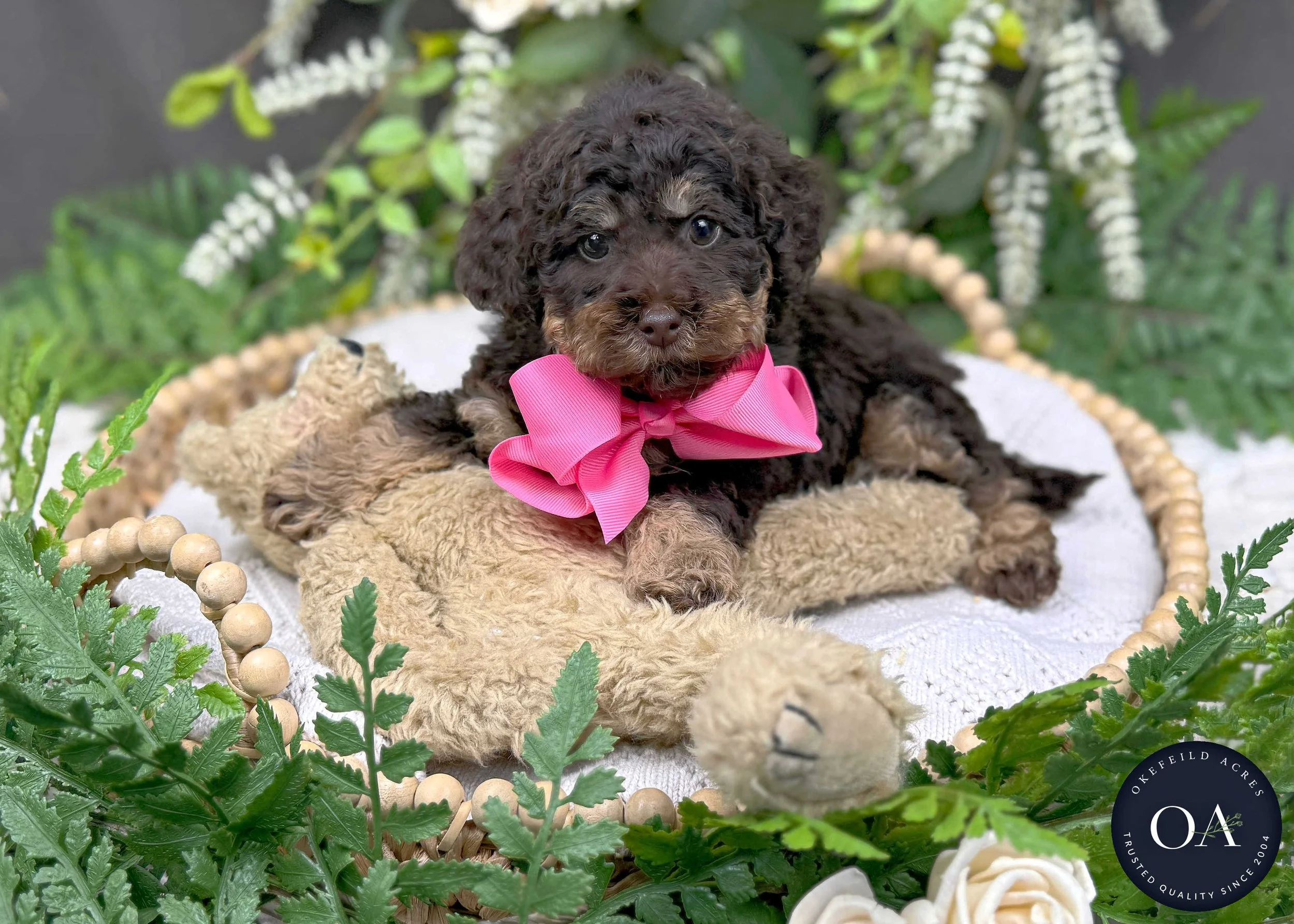 Brown Phantom F1b Small English Teddy Bear Goldendoodle Puppies For Sale Okefeild Acres Missouri