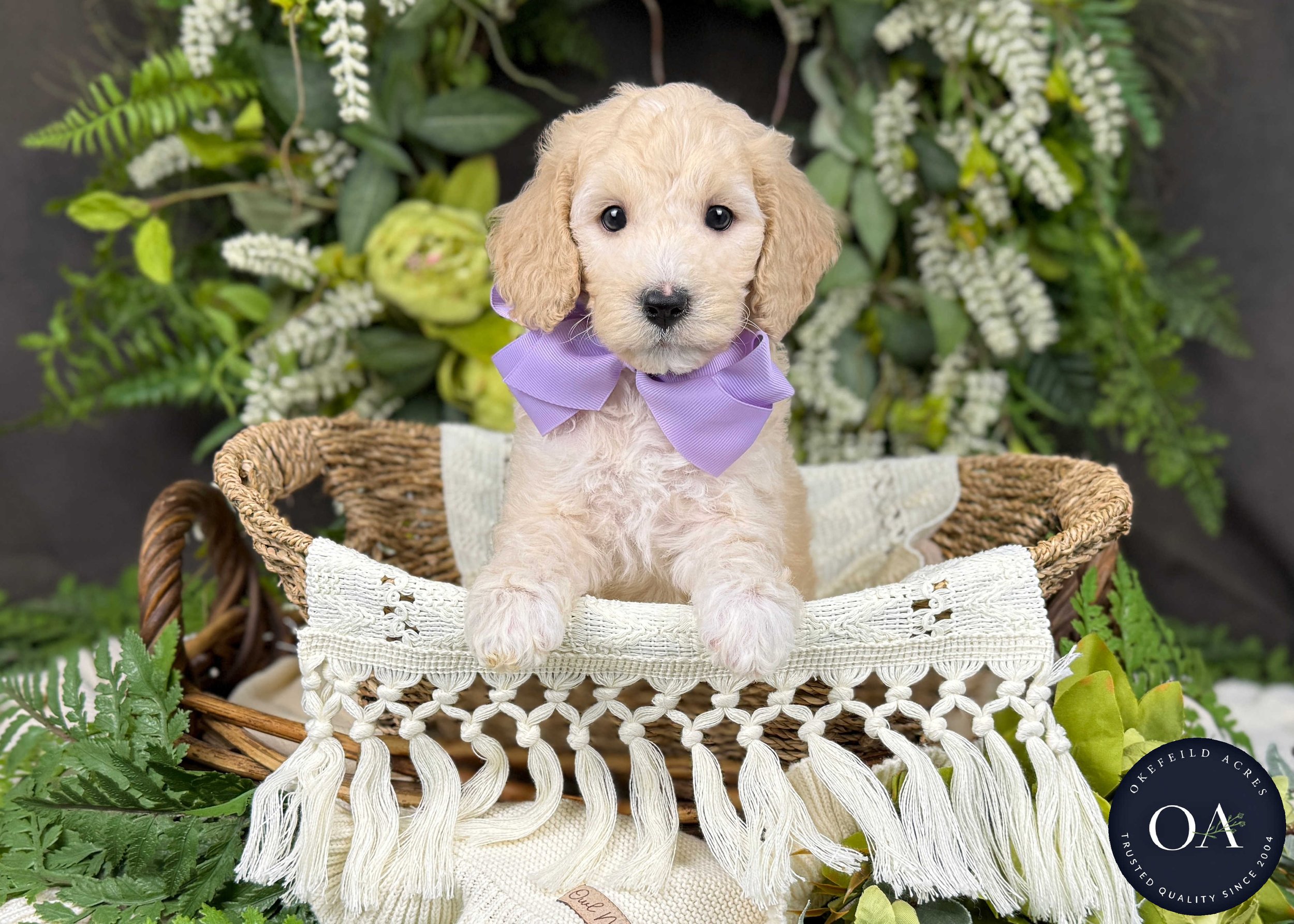 F2b Mini English Teddy Bear Goldendoodle Puppy For Sale Okefeild Acres Missouri