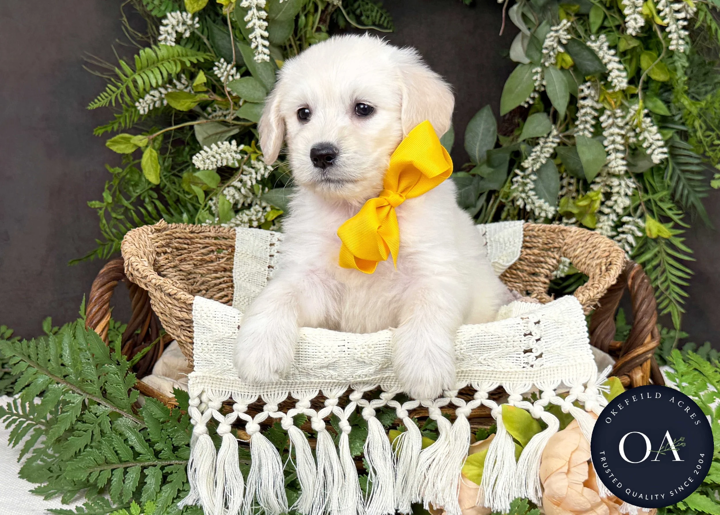 Cream F1 Standard English Teddy Bear Goldendoodle Puppy For Sale Okefeild Acres Missouri