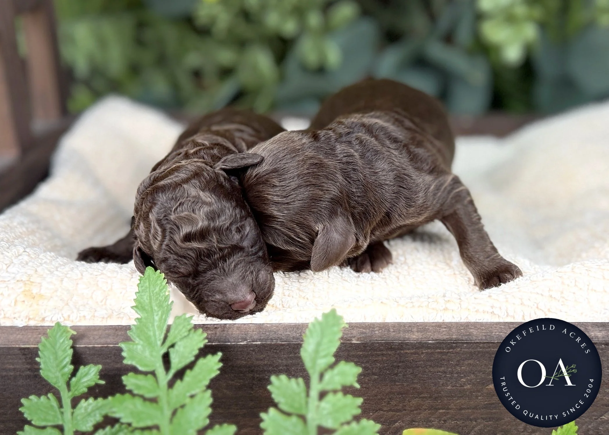 Brown Male F1b Standard English Teddy Bear Goldendoodle Puppies For Sale Okefeild Acres Missouri