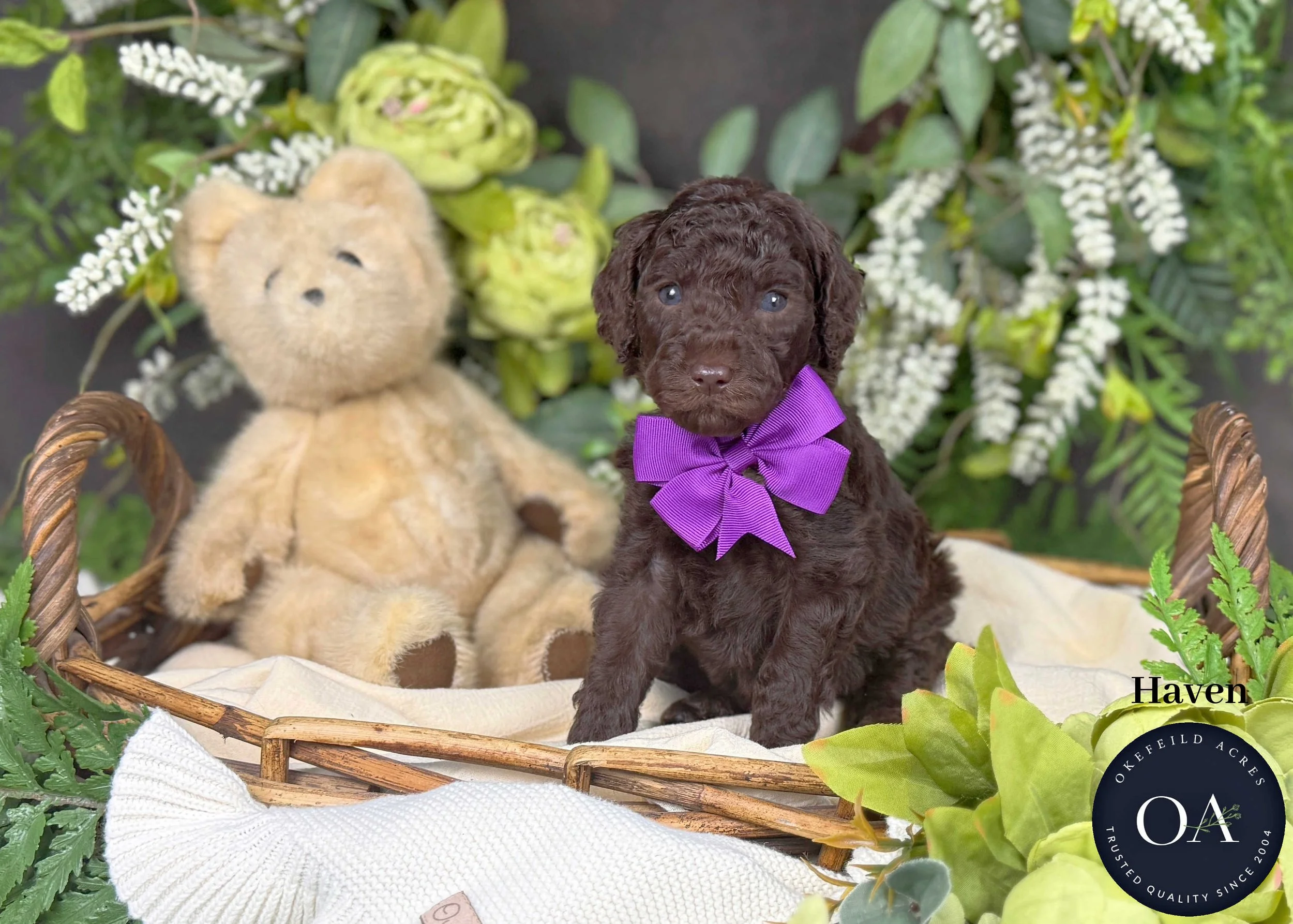 F2bb Small English Teddy Bear Goldendoodle Puppies For Sale Okefeild Acres Missouri