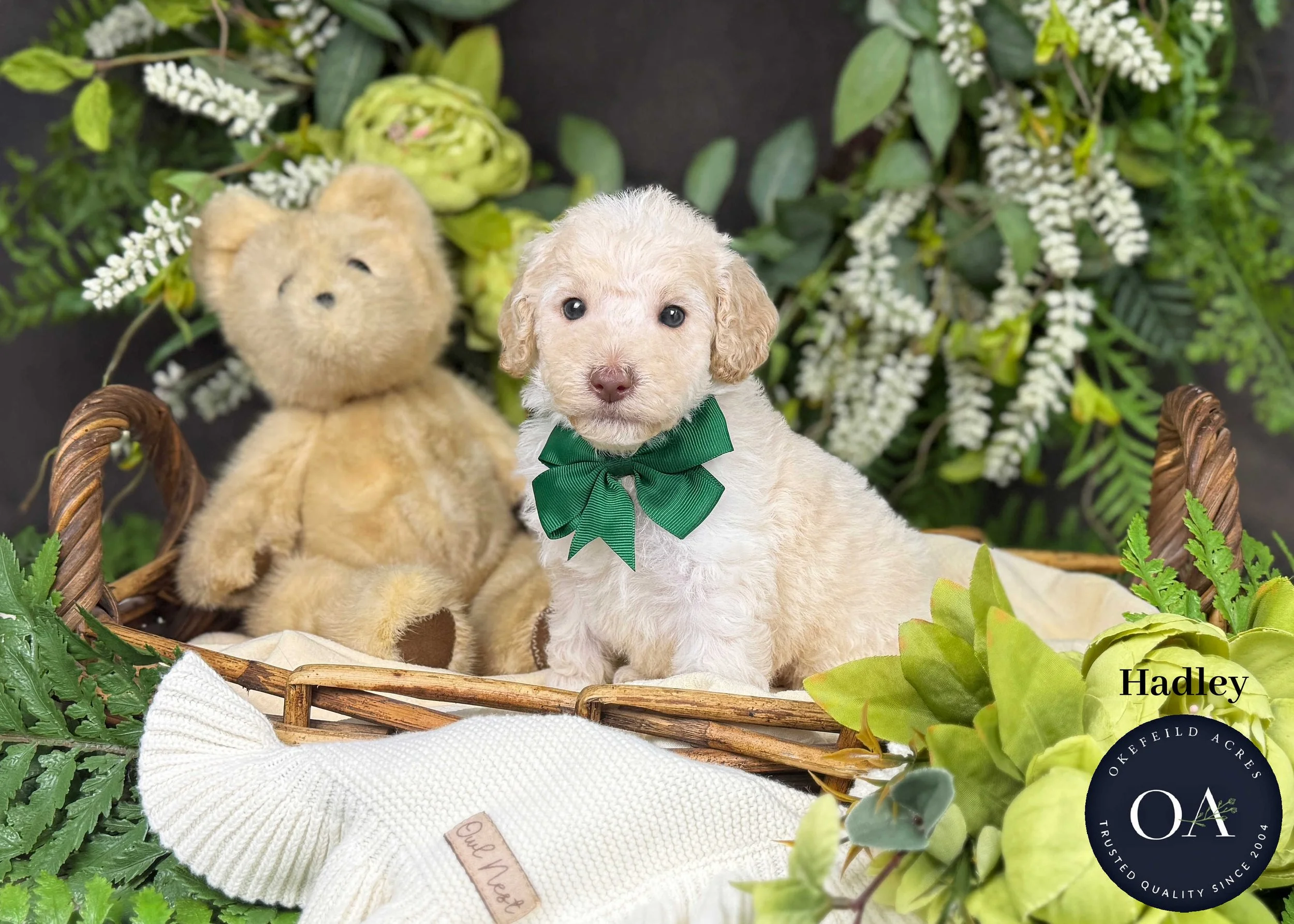 F2bb Small English Teddy Bear Goldendoodle Puppy For Sale Okefeild Acres Missouri