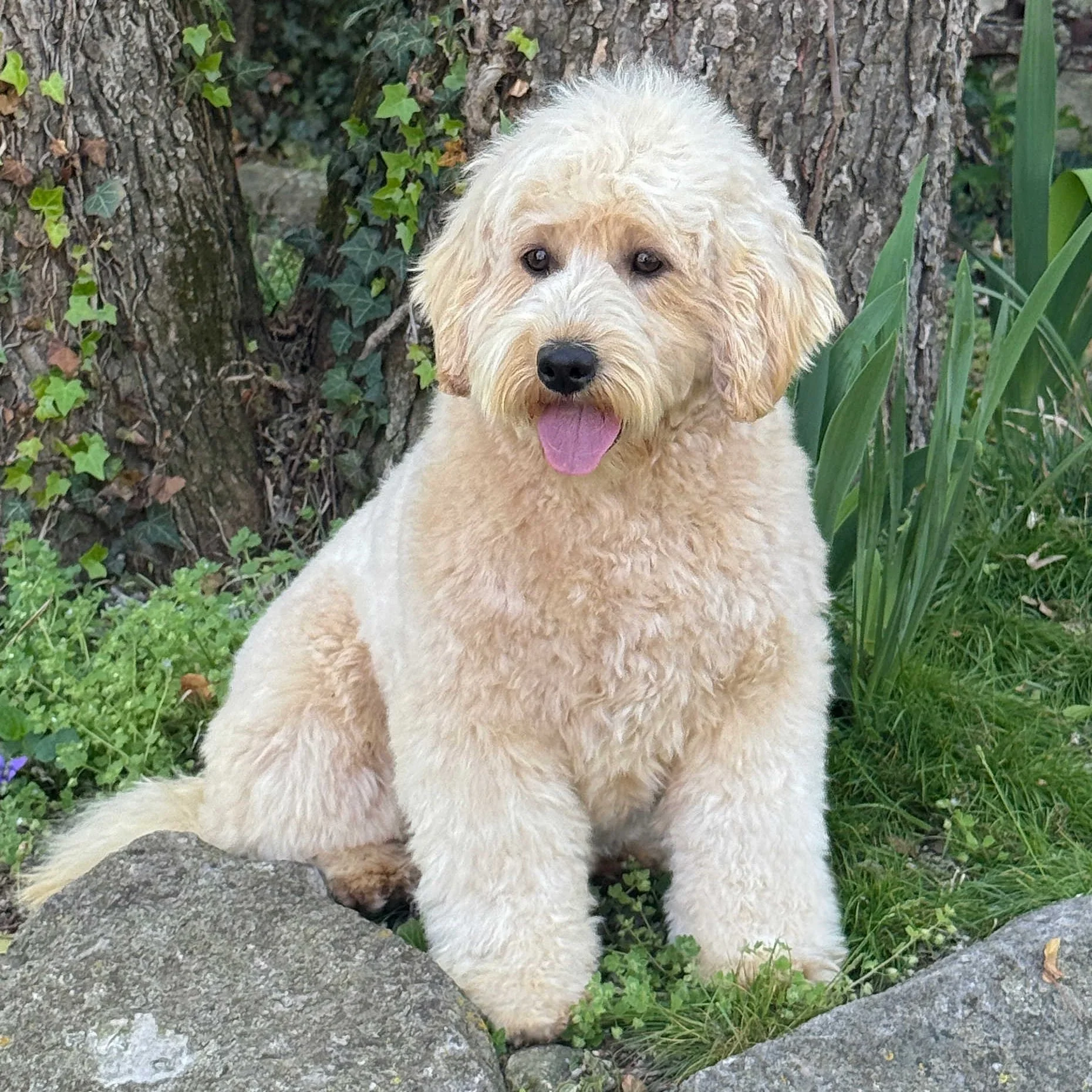 Summer F1 Mini English Teddy Bear Goldendoodle Dam Okefeild Acres Missouri