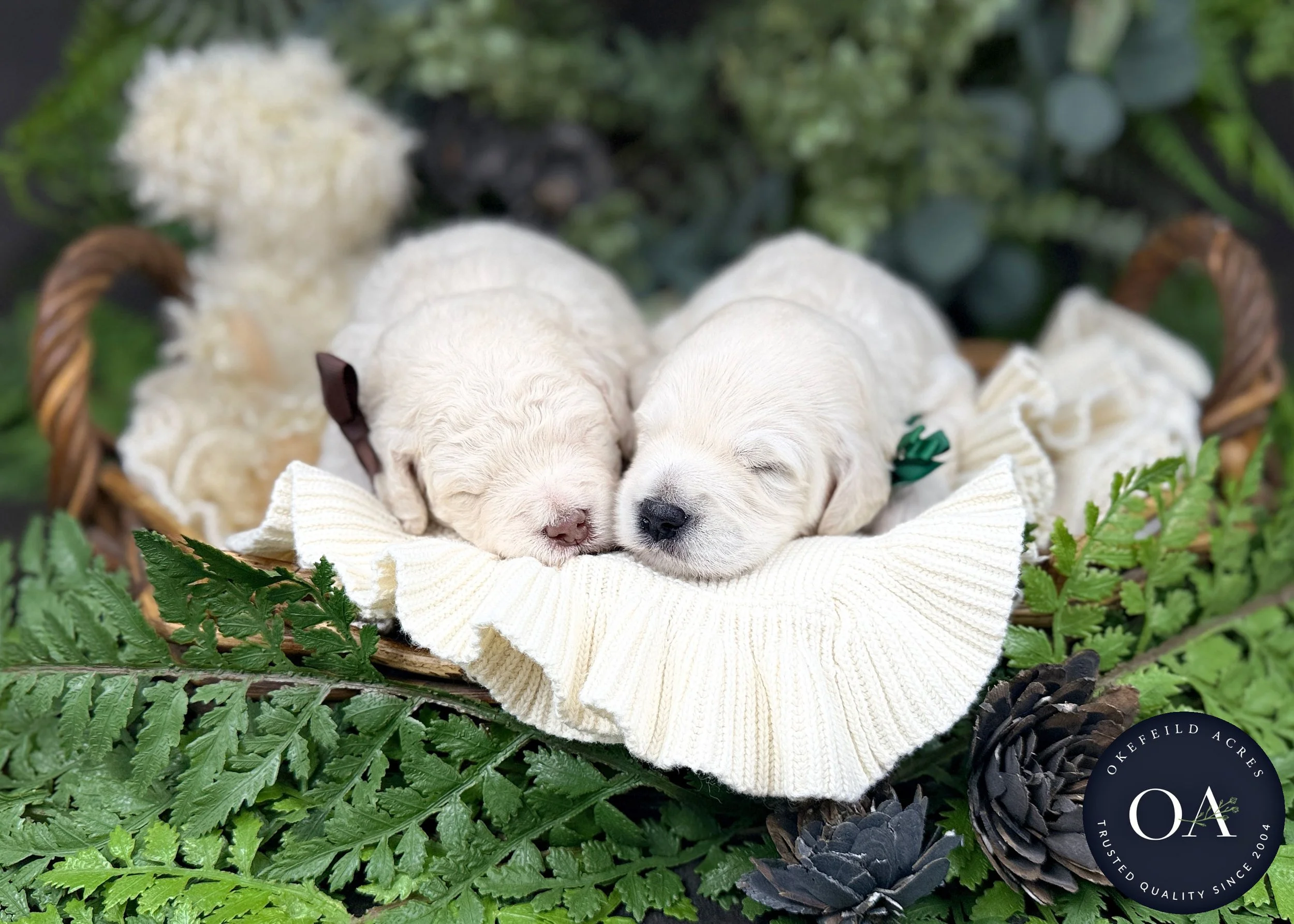 F1b Mini Teddy Bear Goldedenoodles